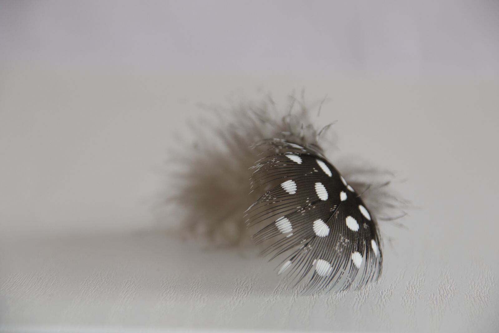 Canon EOS 7D Mark II sample photo. Feather, black, white photography