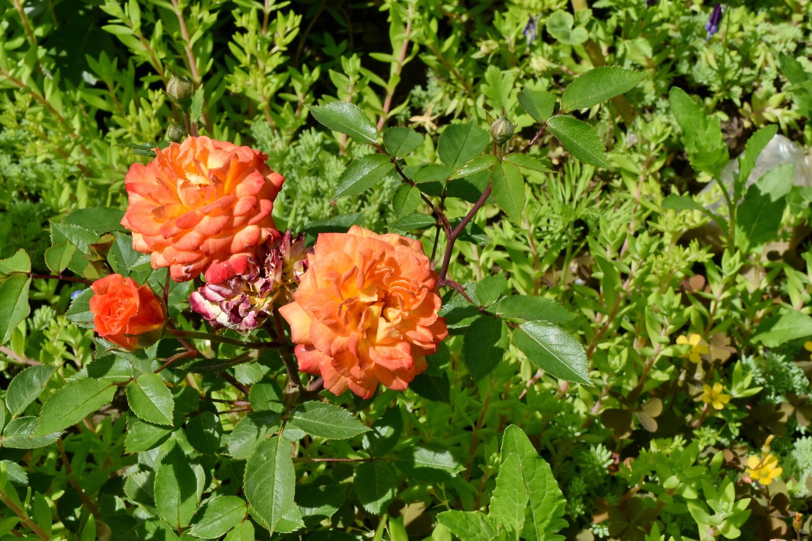 Nikon D5500 sample photo. Gardening, green leaves, shrub photography