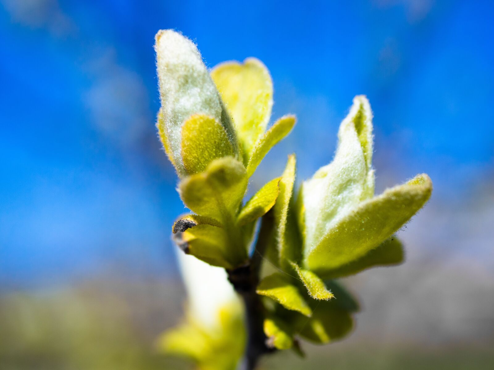 Panasonic Lumix G Macro 30mm F2.8 ASPH Mega OIS sample photo. Bud, leaves, green photography