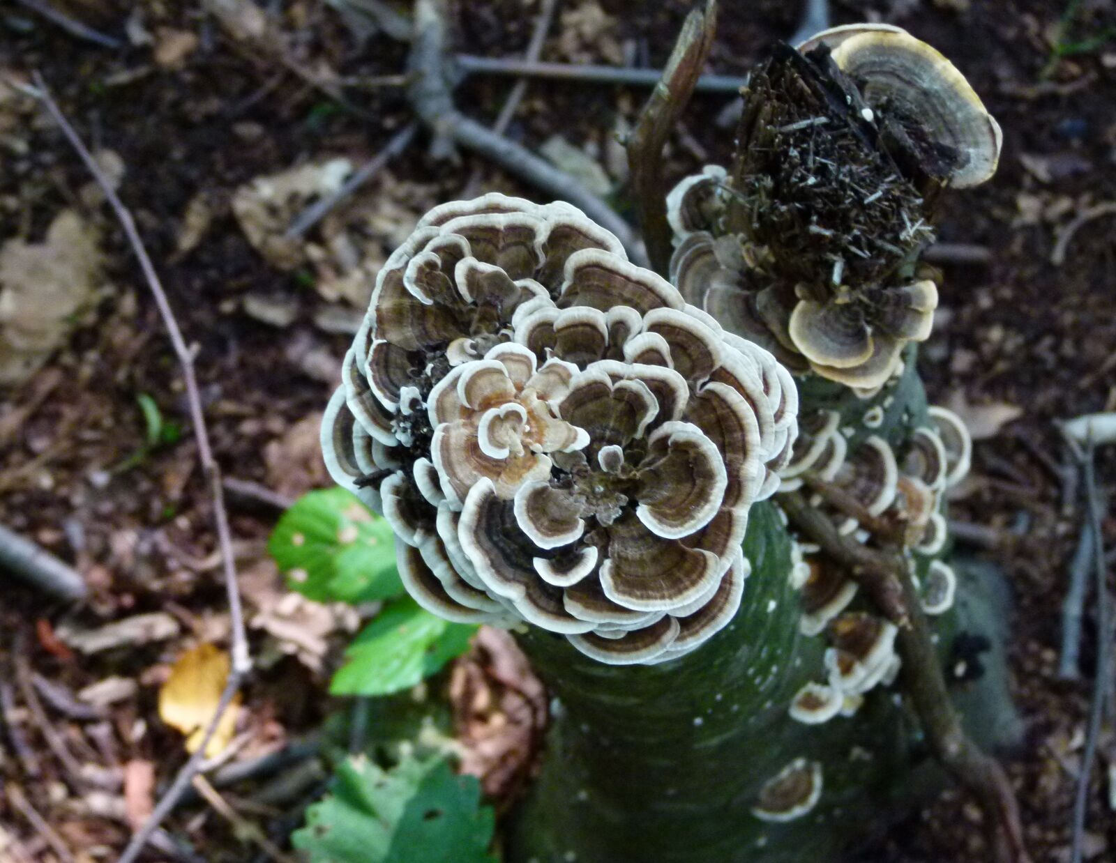 Panasonic Lumix DMC-FZ100 sample photo. Bracket fungus, fungus, bracket photography