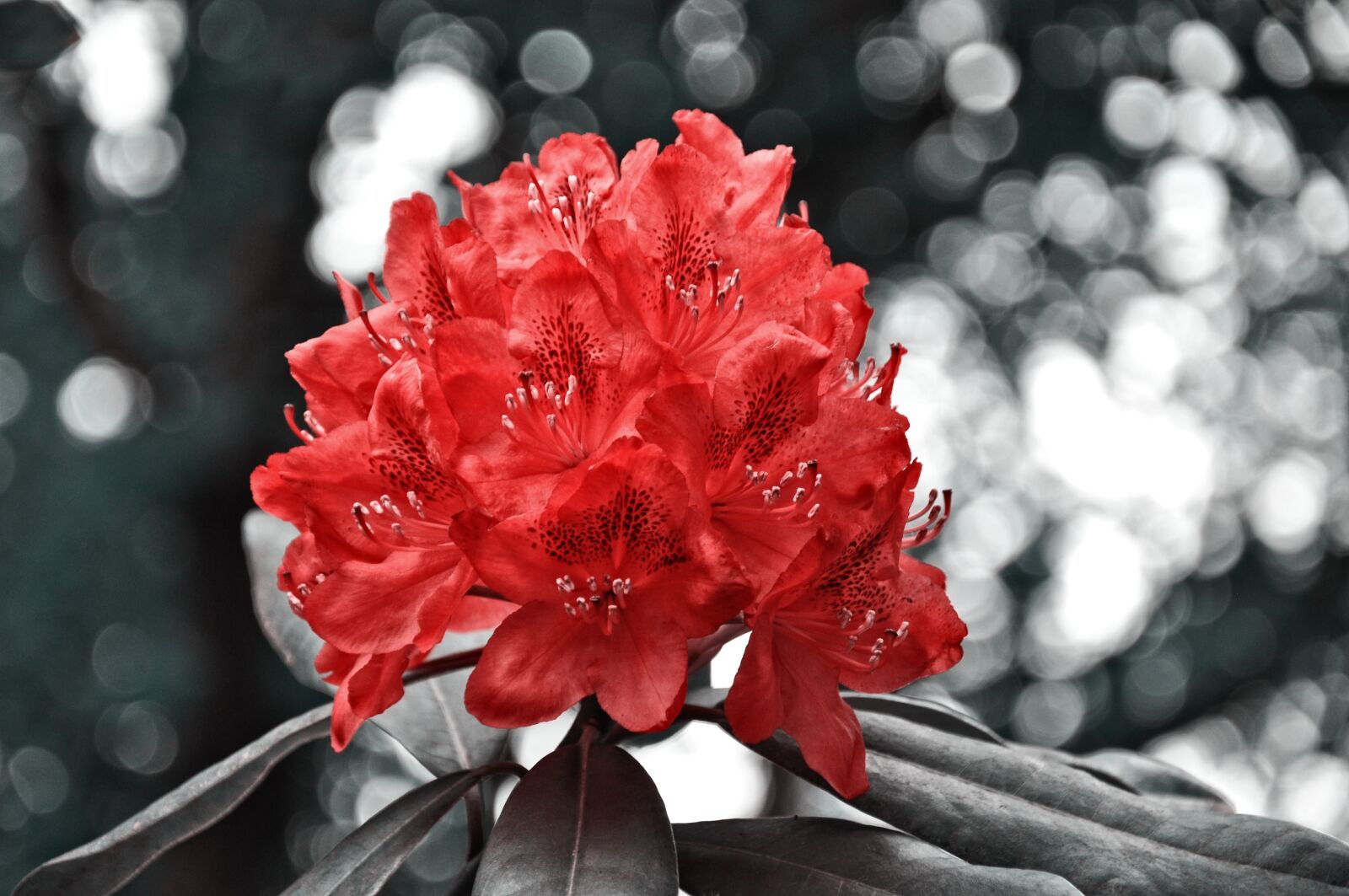 Nikon D90 sample photo. Rhododendron, flower, shrub photography