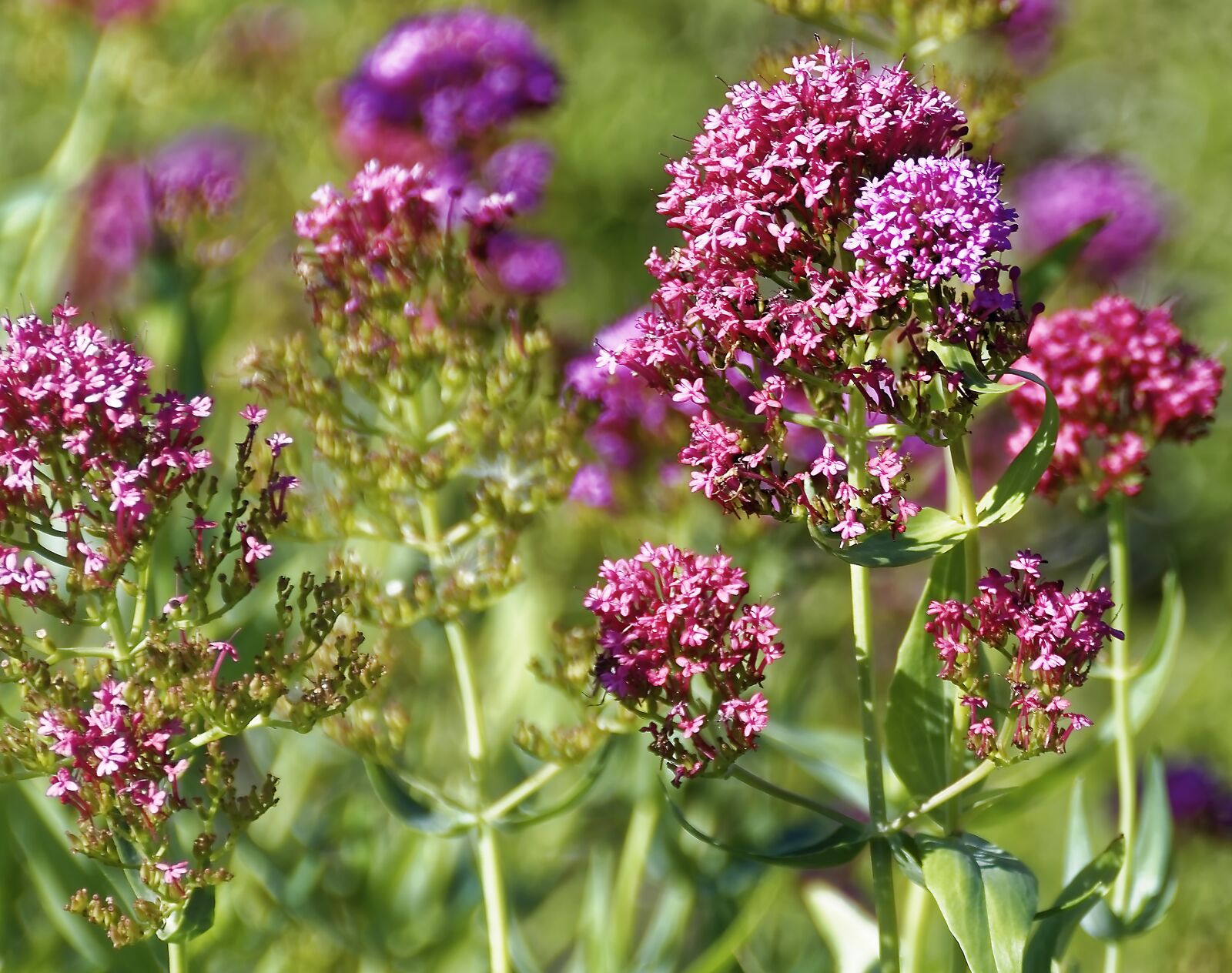 Nikon D500 sample photo. Flourished, flower, plant photography