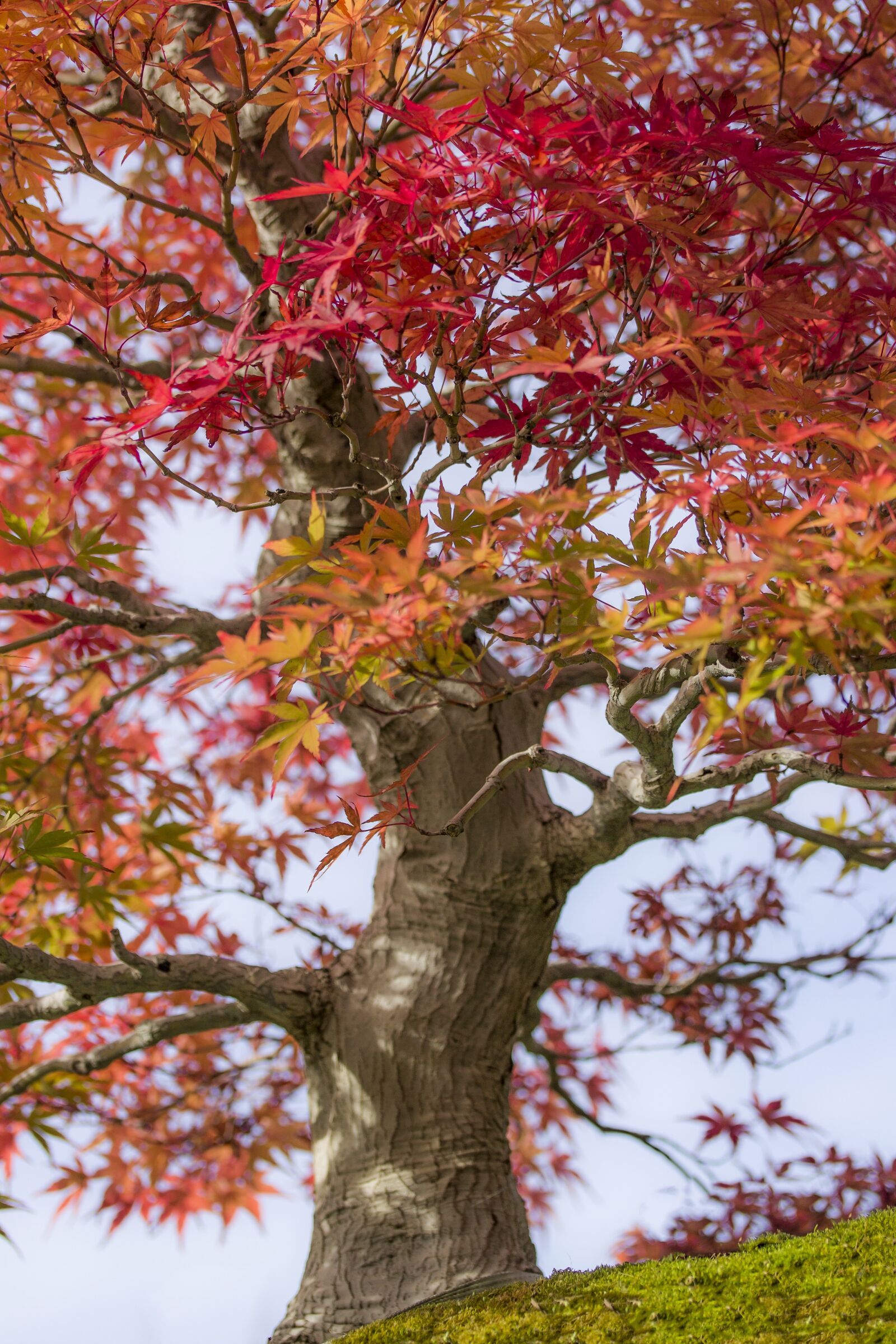 Canon EF-S 60mm F2.8 Macro USM sample photo. Bonsai, maple, japan maple photography