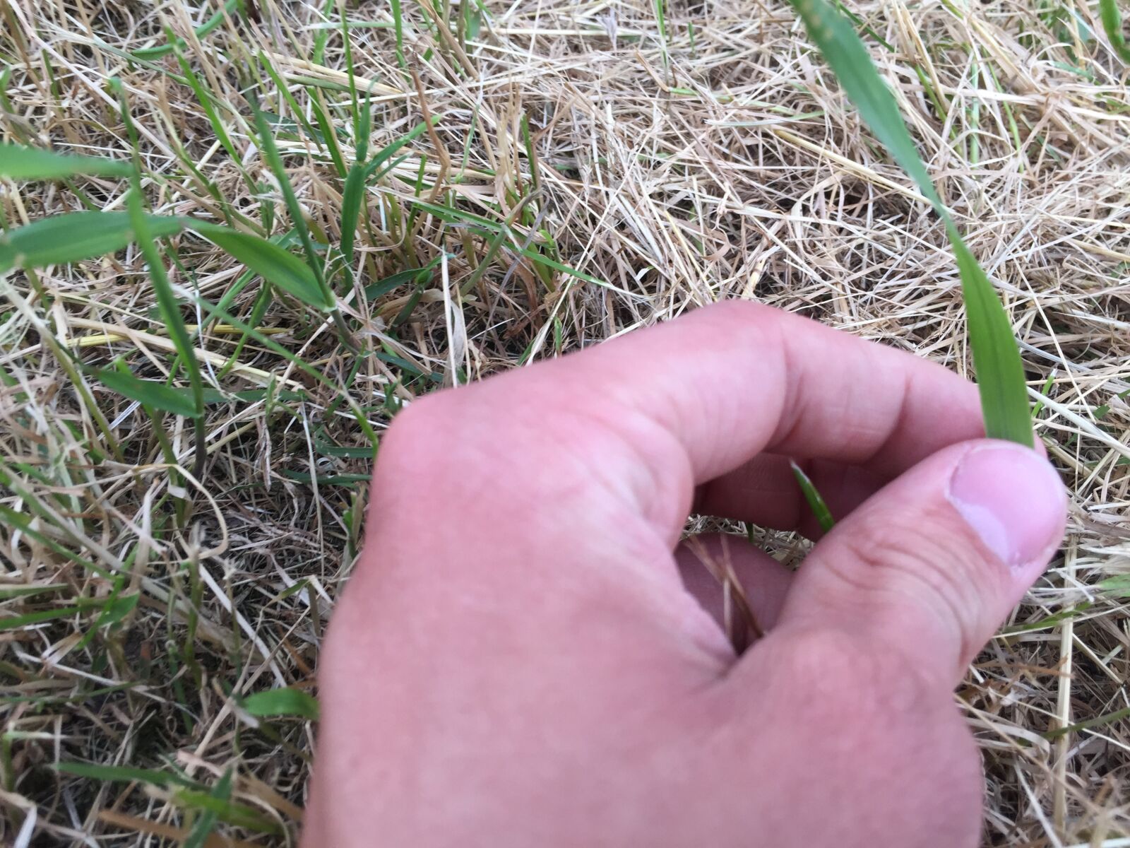 iPhone 6 back camera 4.15mm f/2.2 sample photo. Green, grass photography