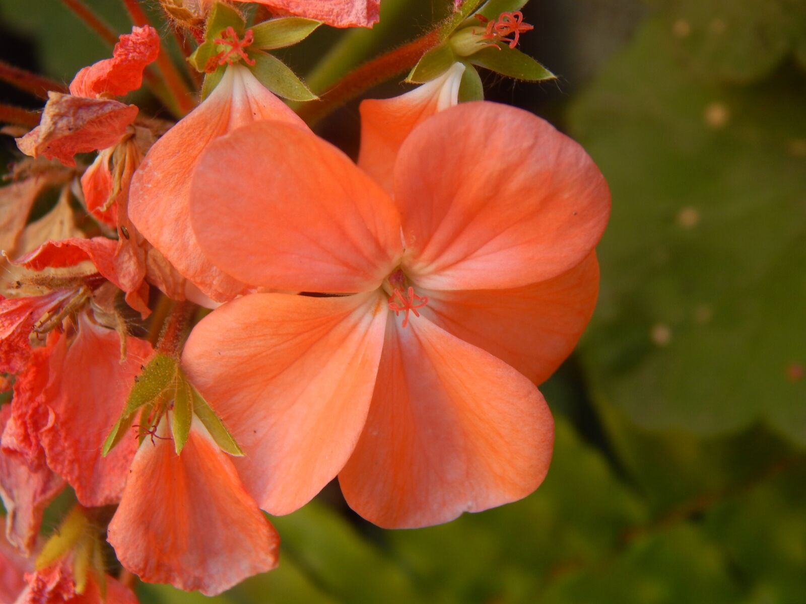 Nikon Coolpix L820 sample photo. Geranium, orange, flower photography