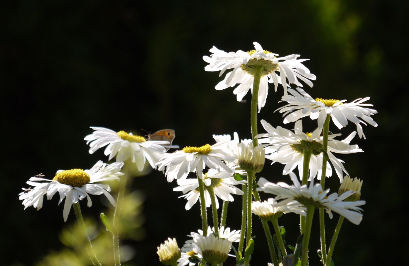 Panasonic Lumix DMC-G1 sample photo. Daisies, butterfly, home garden photography