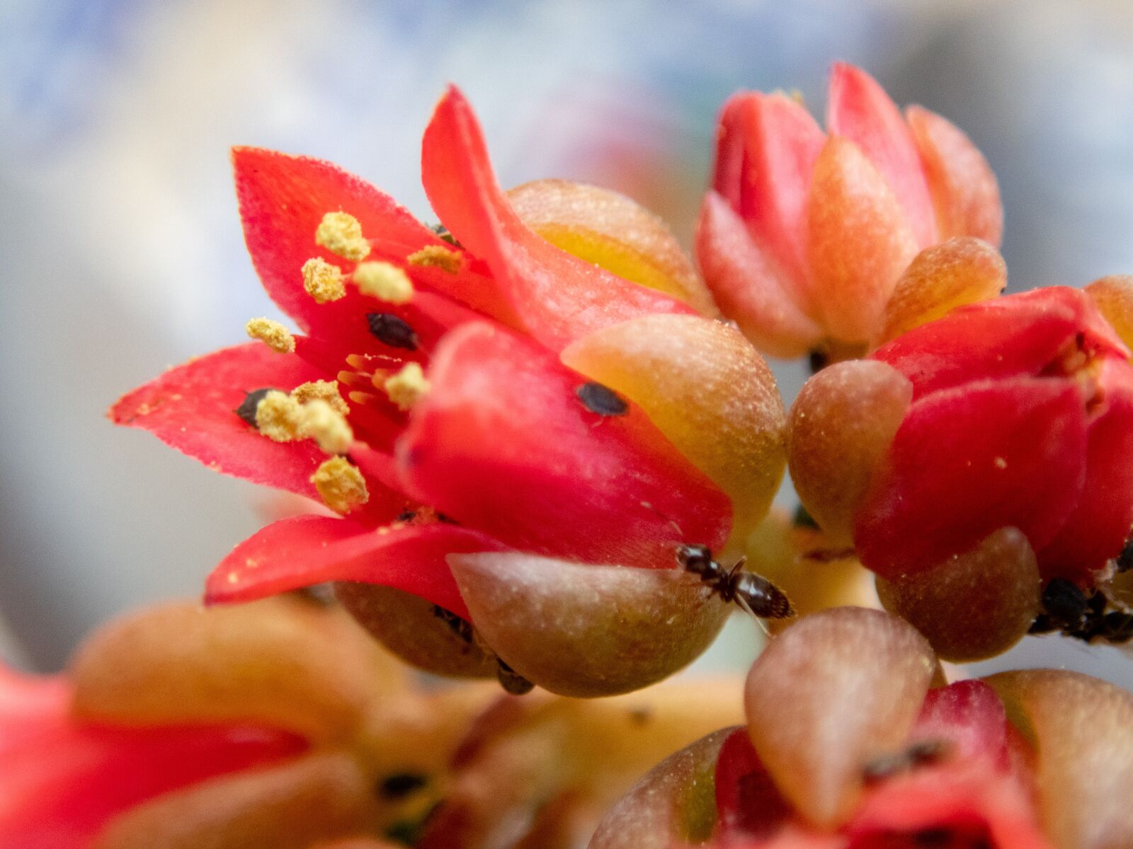 Olympus TG-5 sample photo. Flower, red, bloom photography