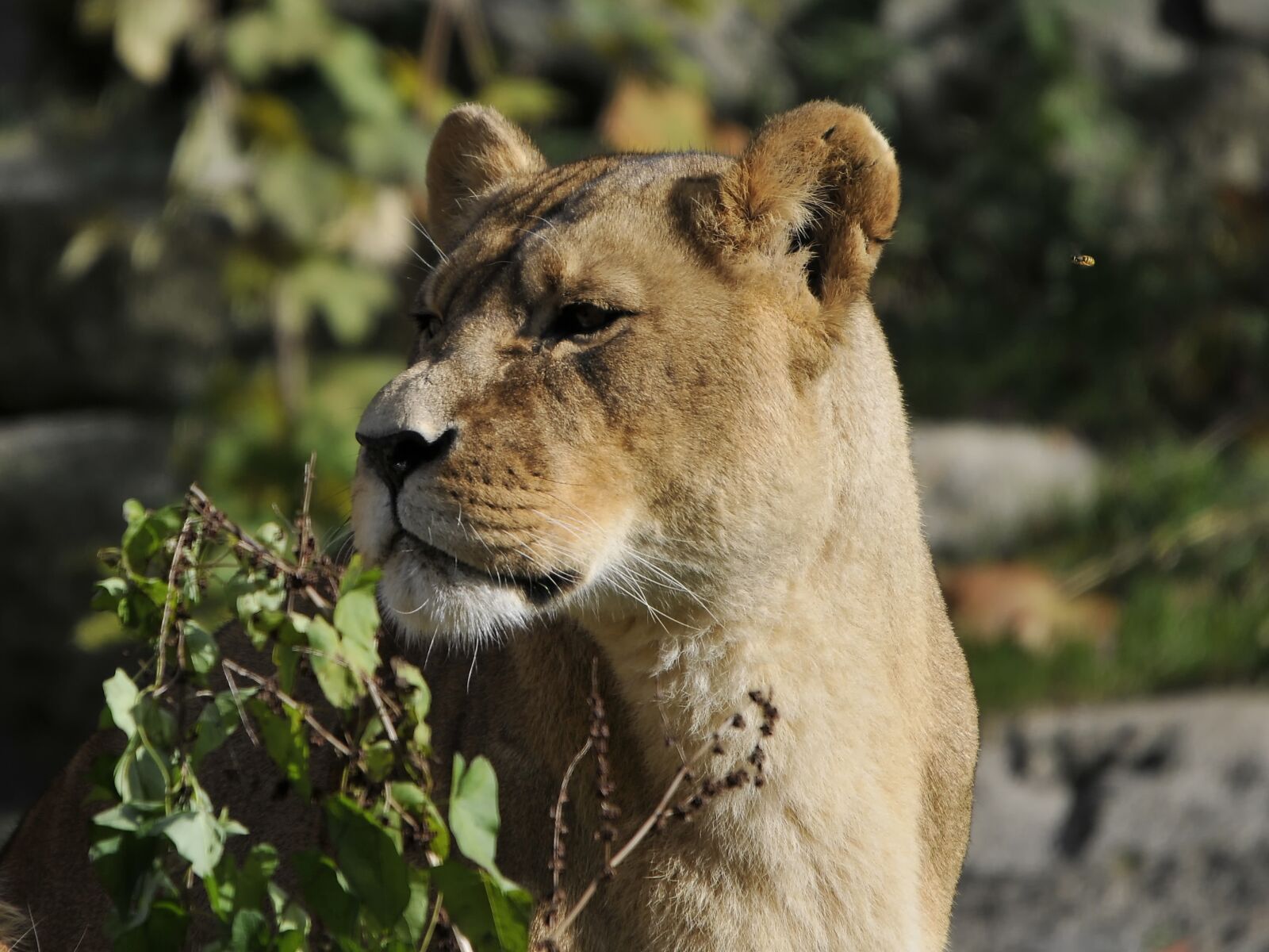Nikon D300 sample photo. Zoo, hellabrunn, munich photography
