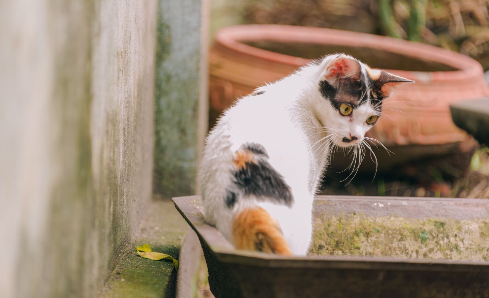 Nikon D700 sample photo. Landscape, travel, cute photography