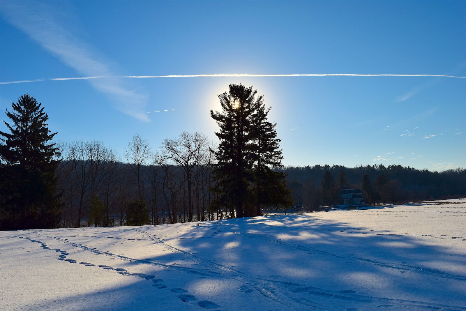 Nikon D3300 sample photo. Tree, snow, shadow photography