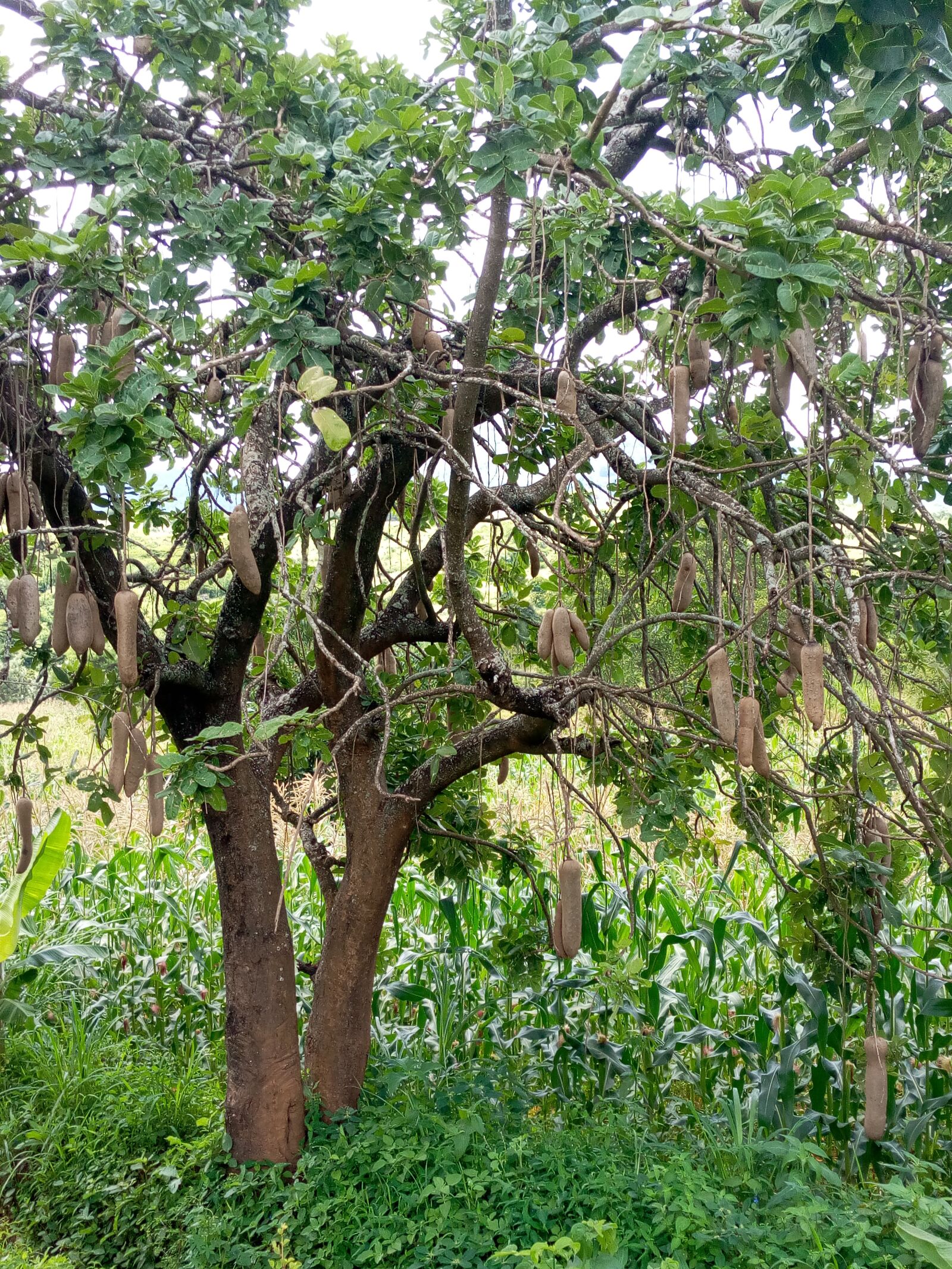 TECNO MOBILE LIMITED TECNO CF7 sample photo. Tradional beer, kenya, nature photography