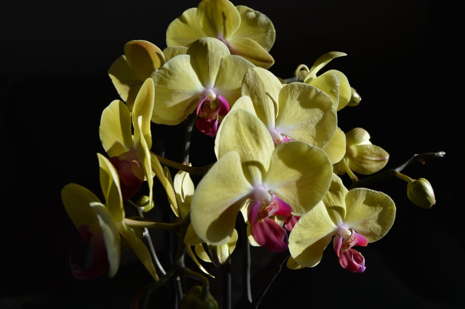 Nikon D3200 sample photo. Flower, orchid, petal photography