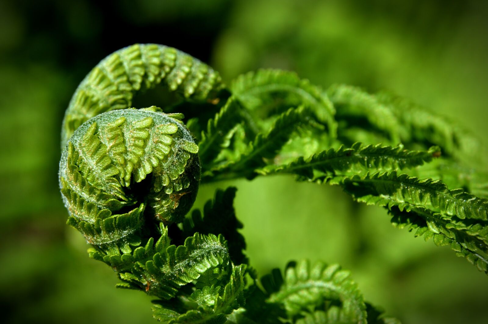 Nikon D3200 sample photo. Fern, plant, green photography