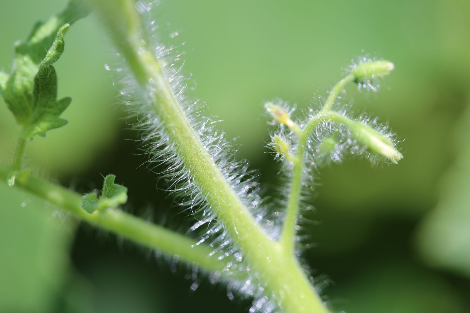 Canon EOS 6D + Canon EF 100mm F2.8 Macro USM sample photo. Tomato petiole, vegetable, macro photography