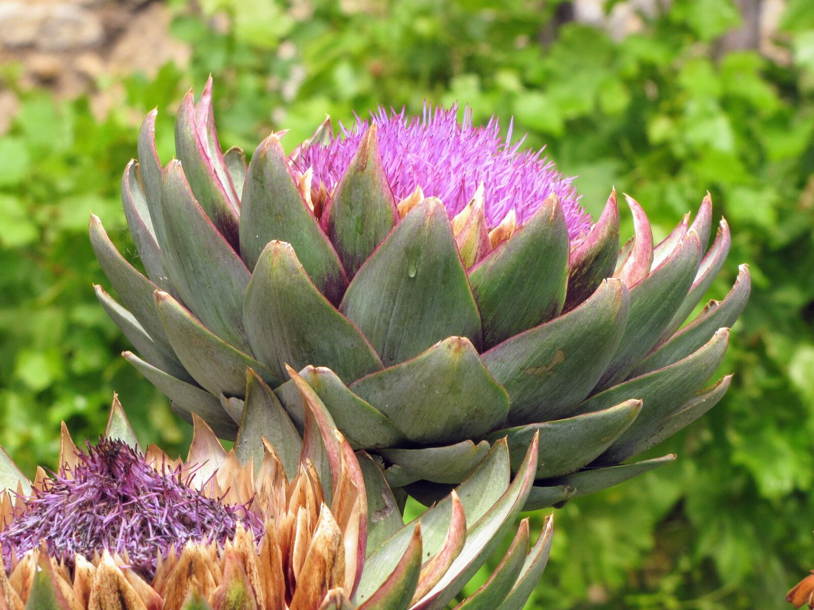 Canon PowerShot SX10 IS sample photo. Artichoke, artichoke flower, bracts photography