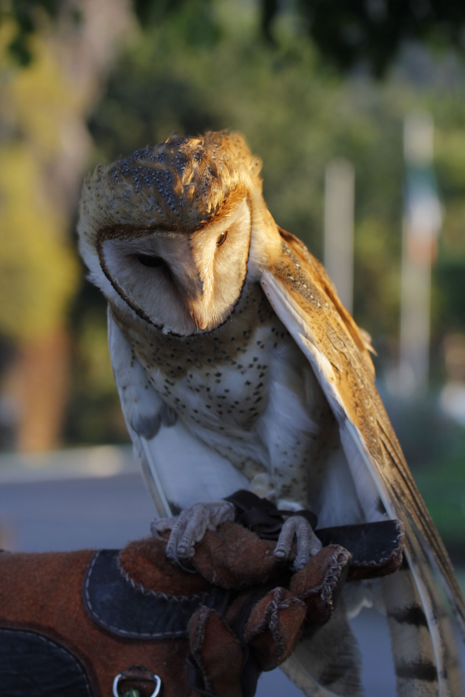 Canon EF 70-300mm F4-5.6L IS USM sample photo. Owl, zoo, morelia photography