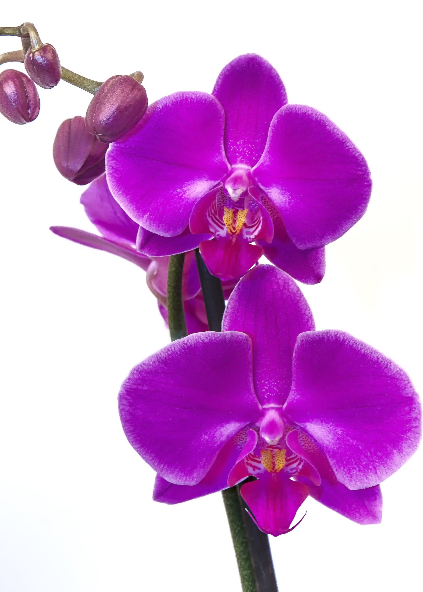 Canon EOS 50D + Canon EF 24-105mm F4L IS USM sample photo. Orchid, phalaenopsis, pink photography