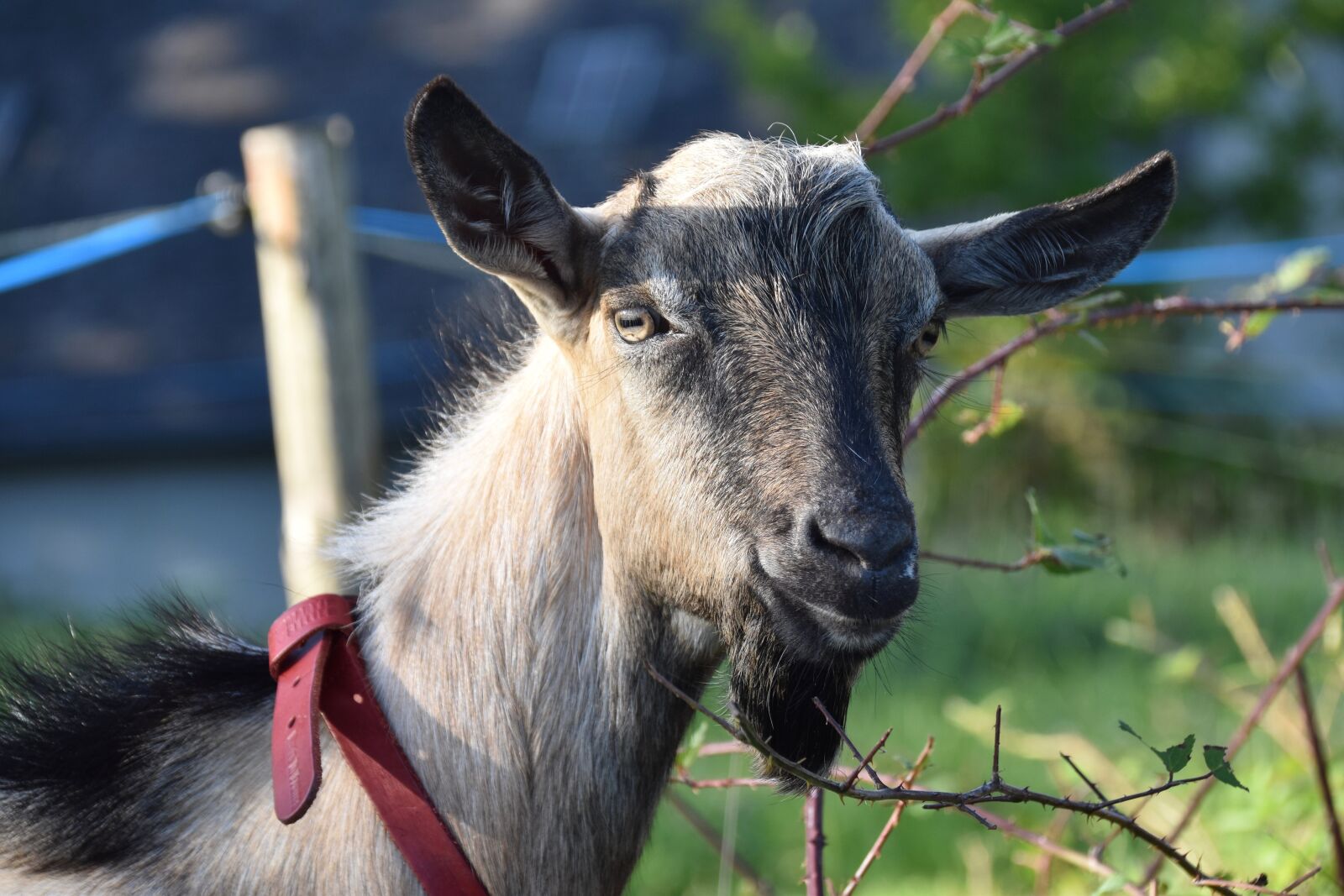 Nikon D5600 sample photo. Goat, goat jupiter, goat photography