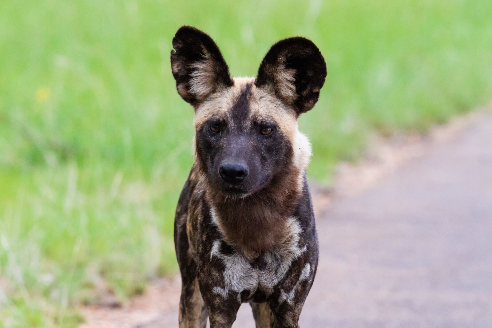 Canon EOS 7D Mark II sample photo. Wild dog, painted dog photography