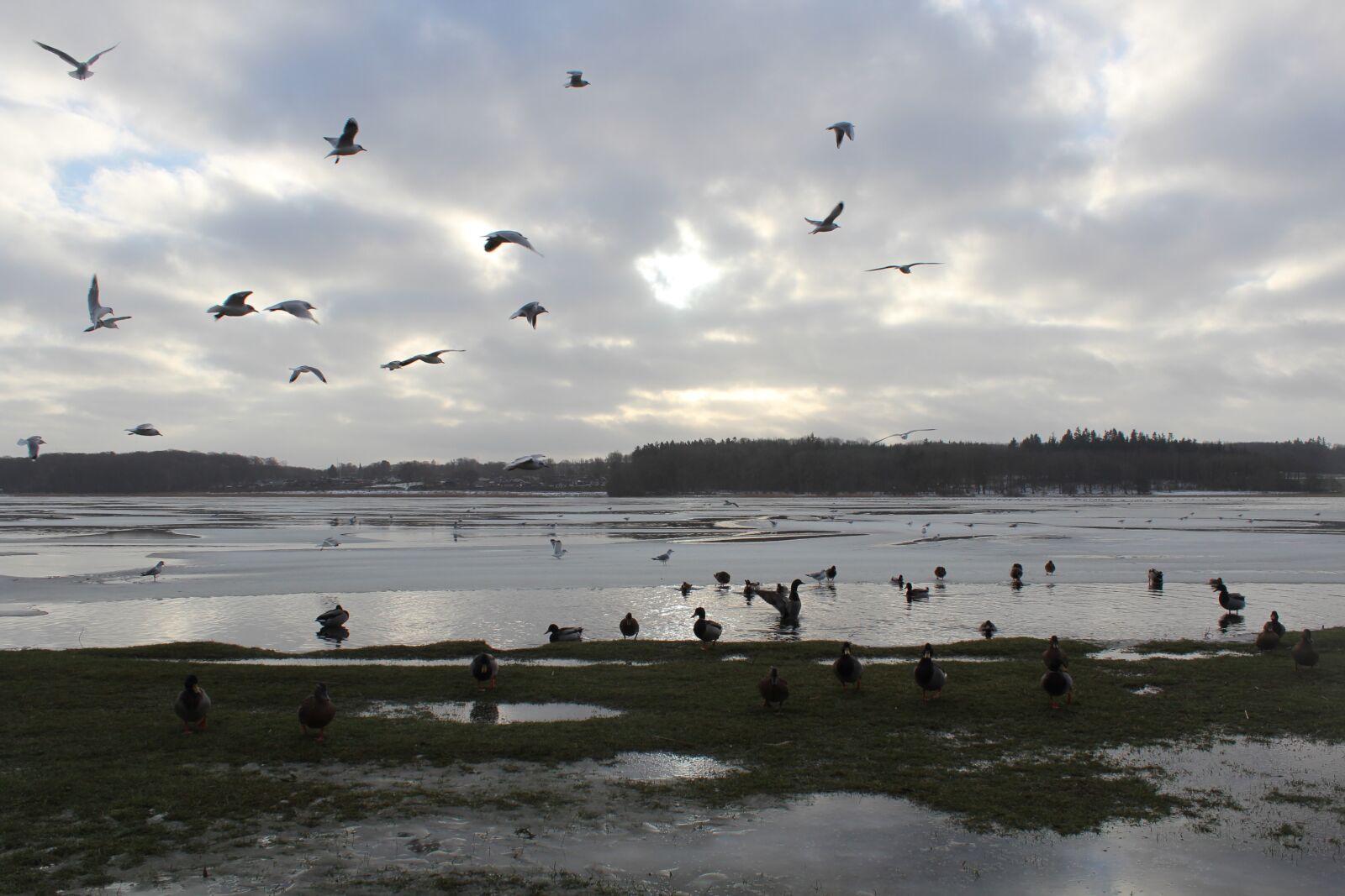 Canon EOS 600D (Rebel EOS T3i / EOS Kiss X5) sample photo. Wetlands, birds, nature photography