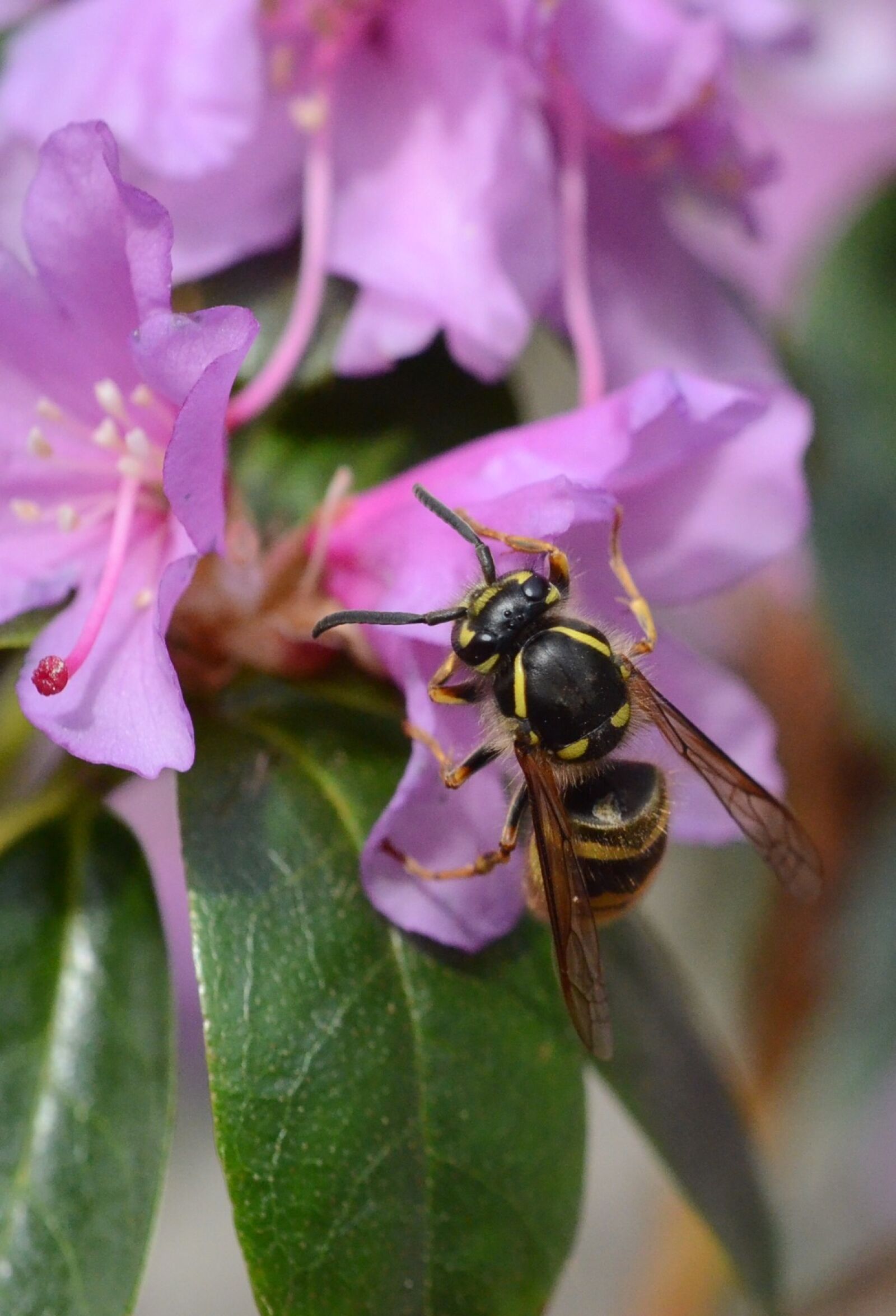 Nikon D7000 sample photo