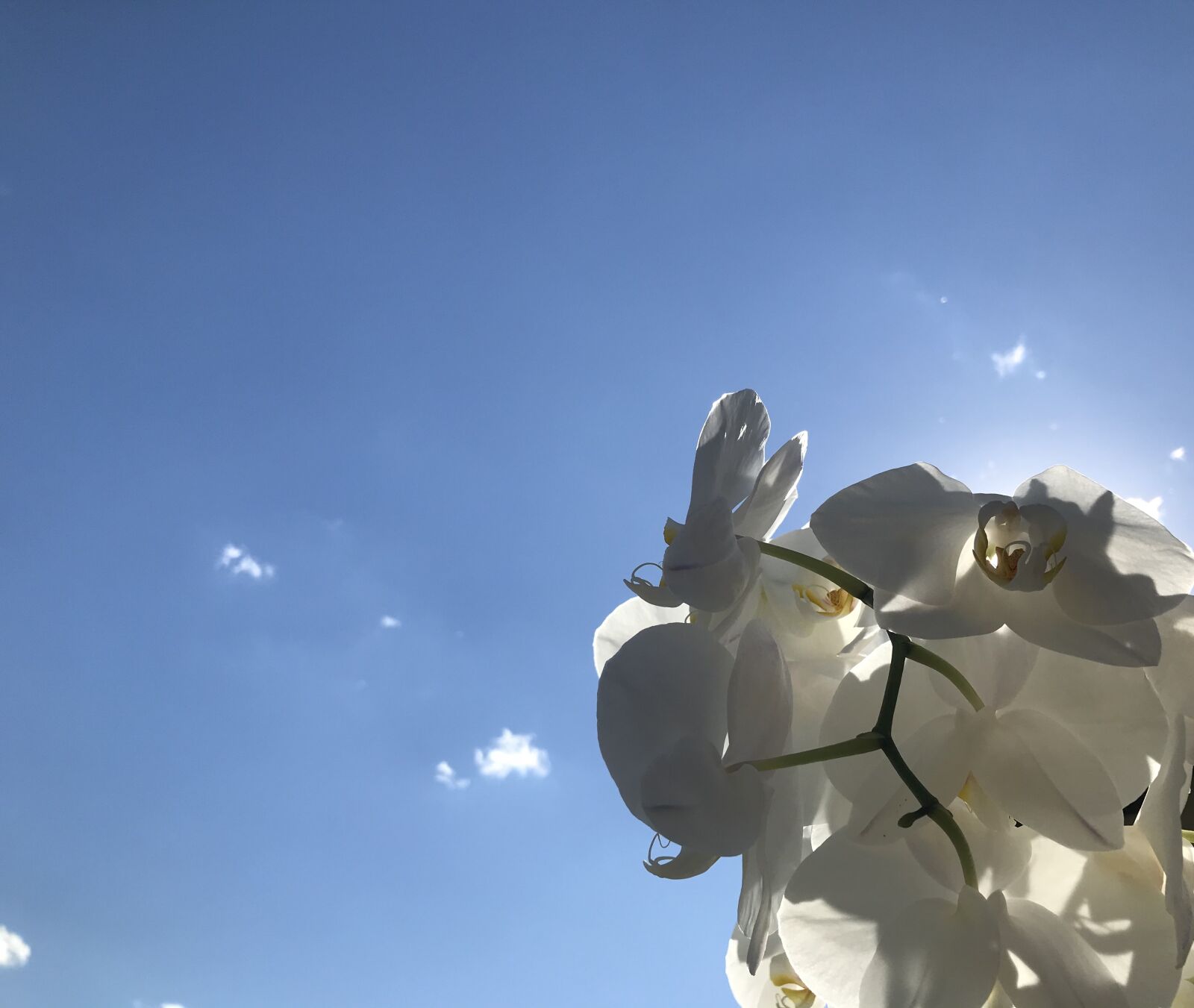 iPhone 7 back camera 3.99mm f/1.8 sample photo. Orchid, nature, close up photography