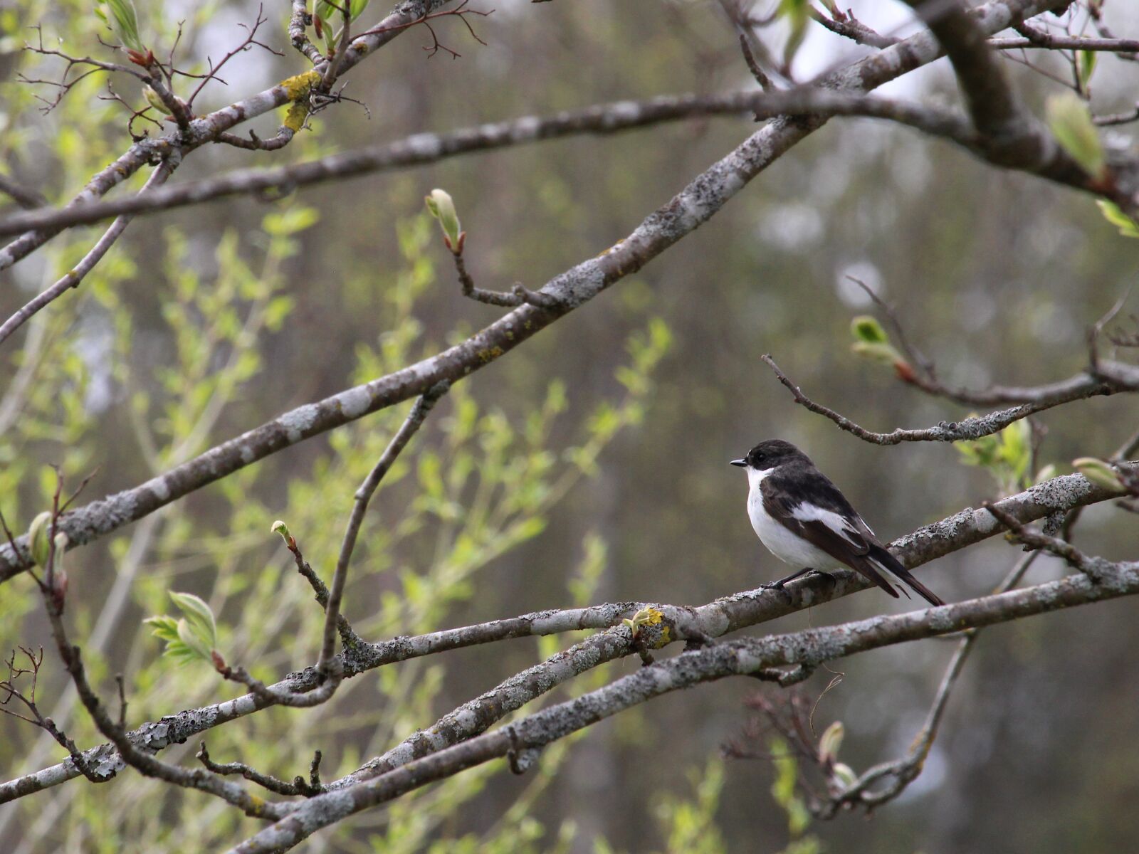 Canon EOS 2000D (EOS Rebel T7 / EOS Kiss X90 / EOS 1500D) + Canon EF-S 55-250mm F4-5.6 IS STM sample photo. European pied flycatcher, bird photography