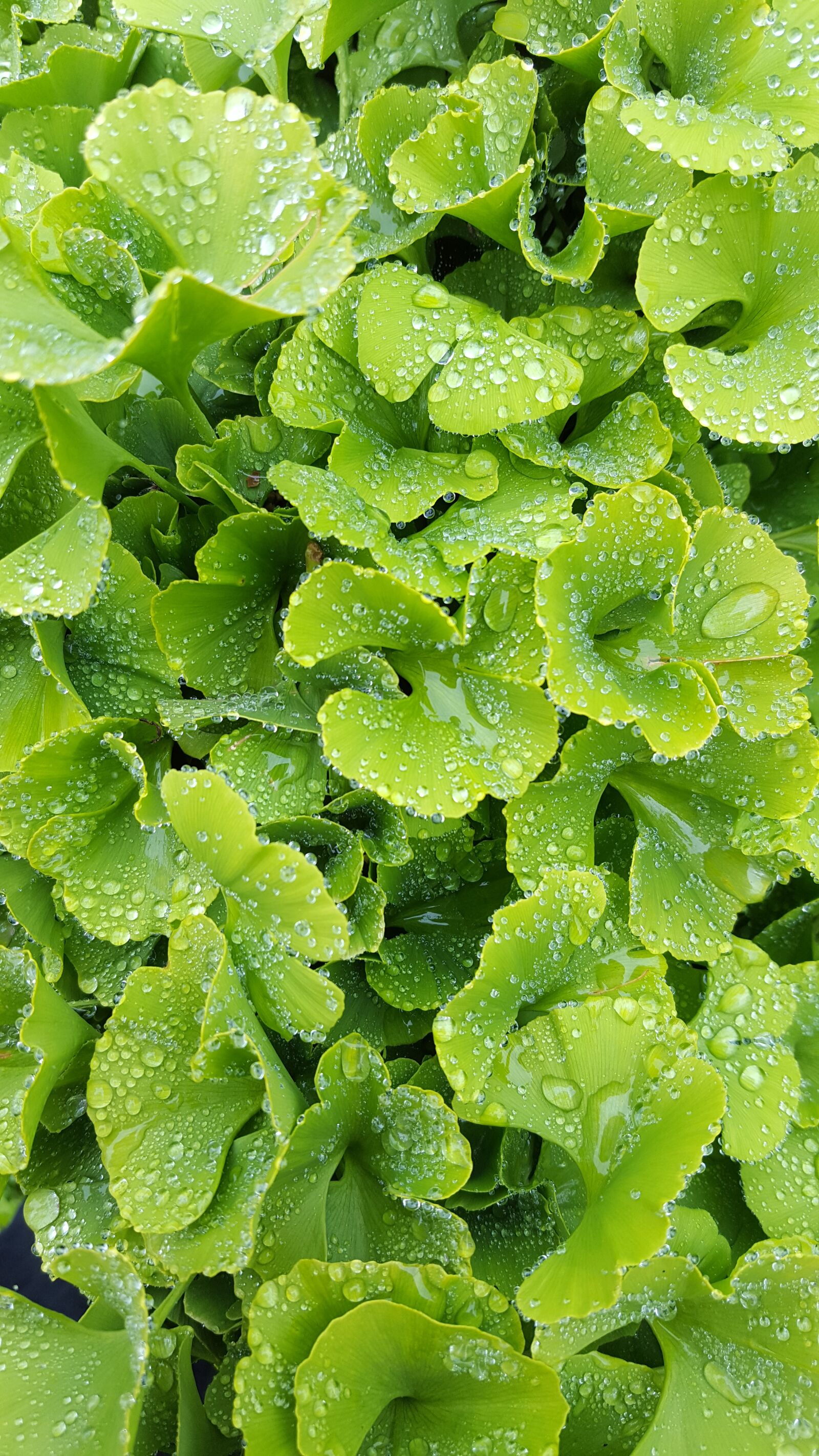 Samsung Galaxy S6 sample photo. Dew, leaf, green photography