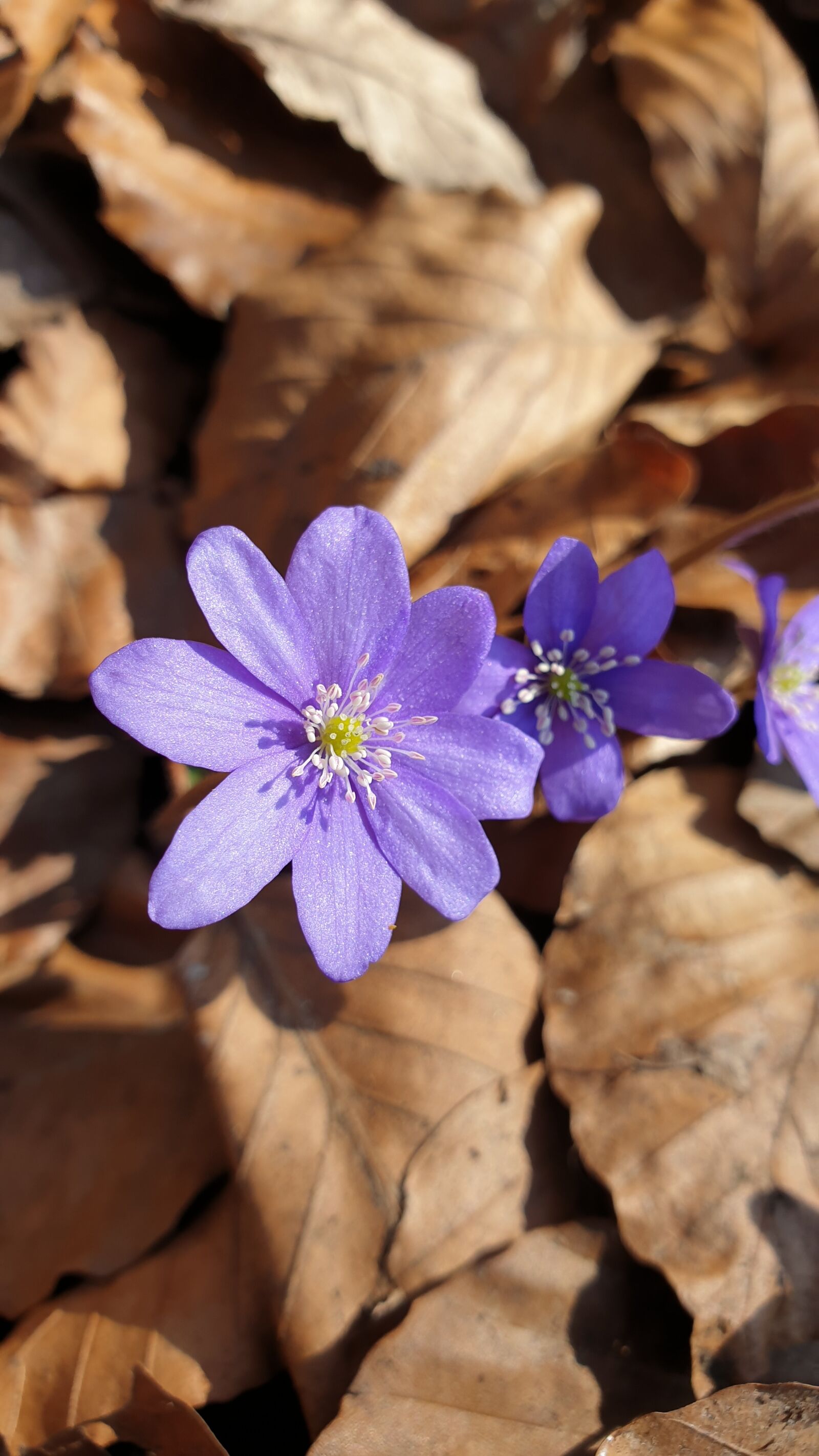 Samsung Galaxy Note9 sample photo. Flower, cornflowers, forest photography