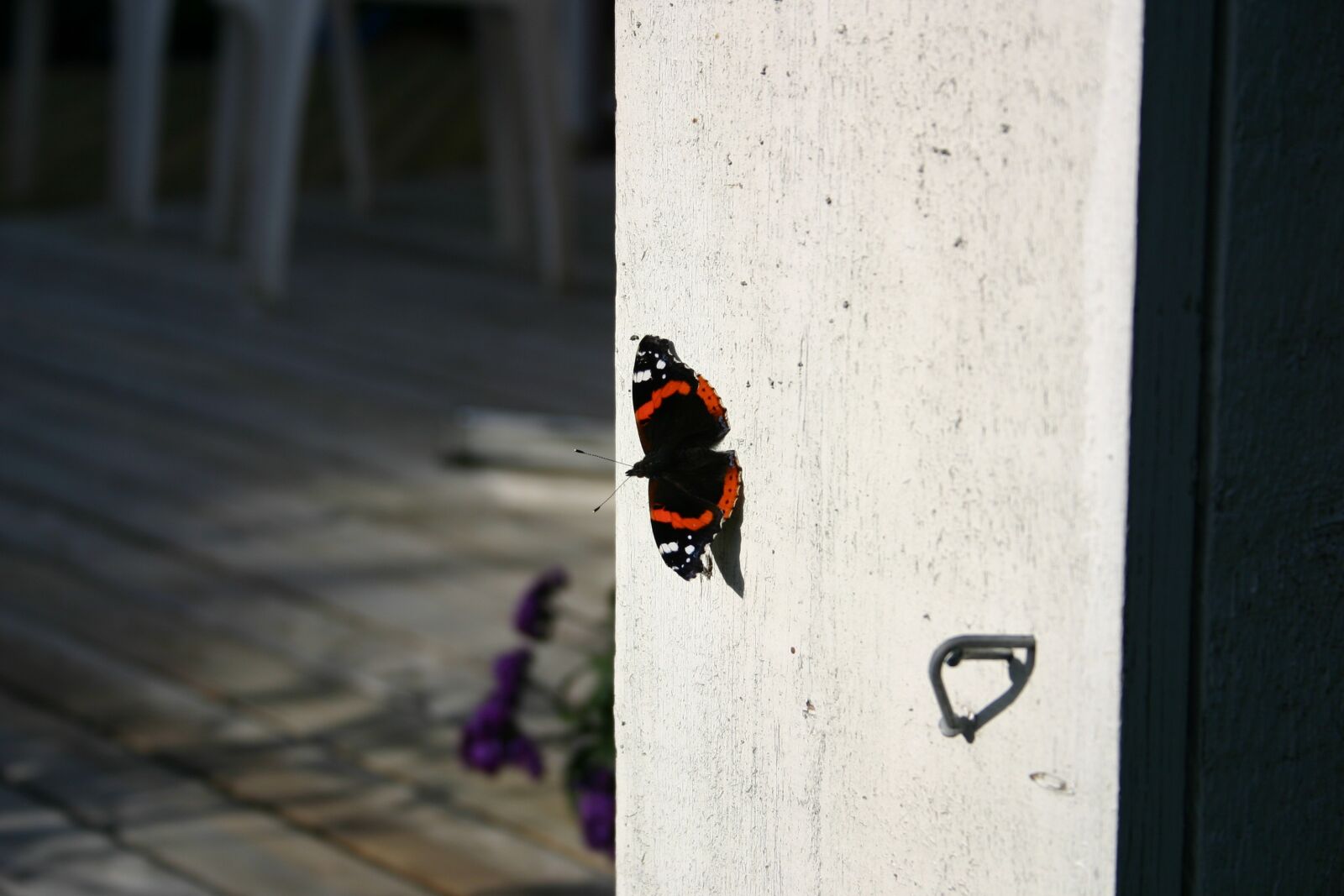 Canon EOS 300D (EOS Digital Rebel / EOS Kiss Digital) sample photo. Summer, nature, butterfly photography