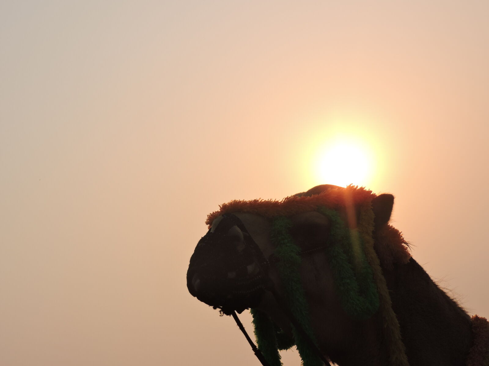 Nikon Coolpix P530 sample photo. Camel, sunset photography