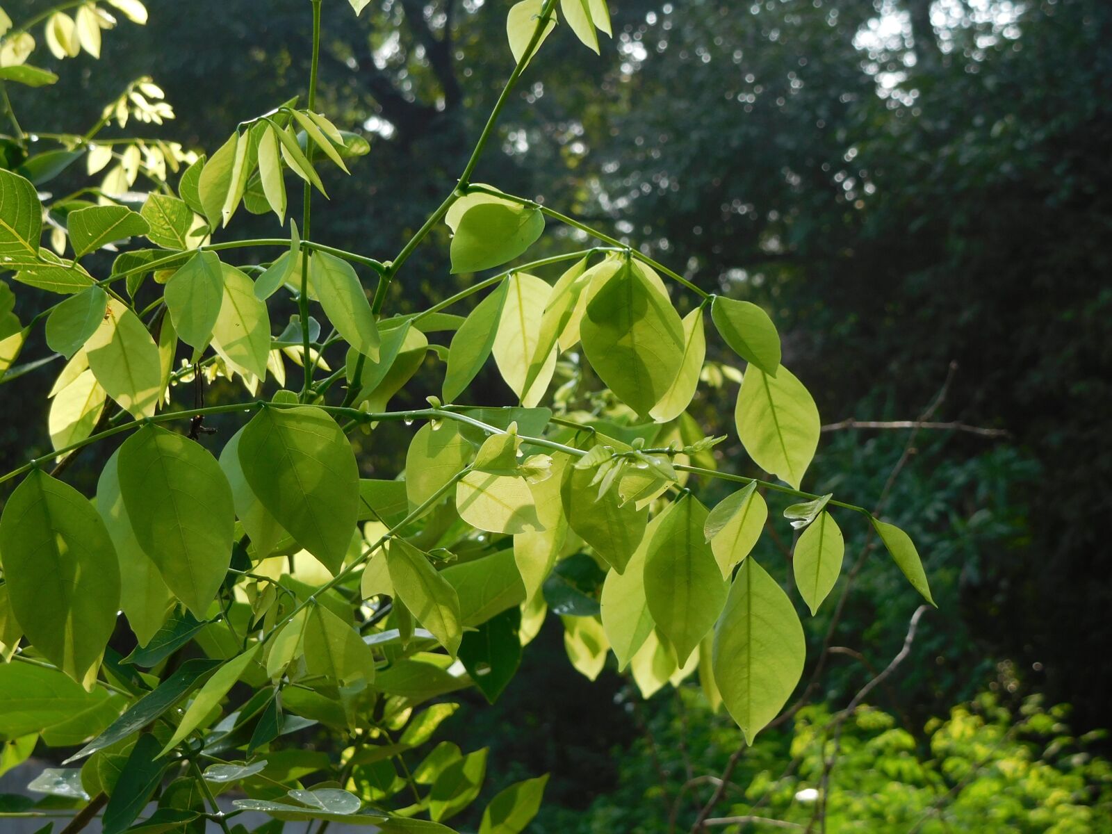 Nikon Coolpix S7000 sample photo. Leaves, green, nature photography