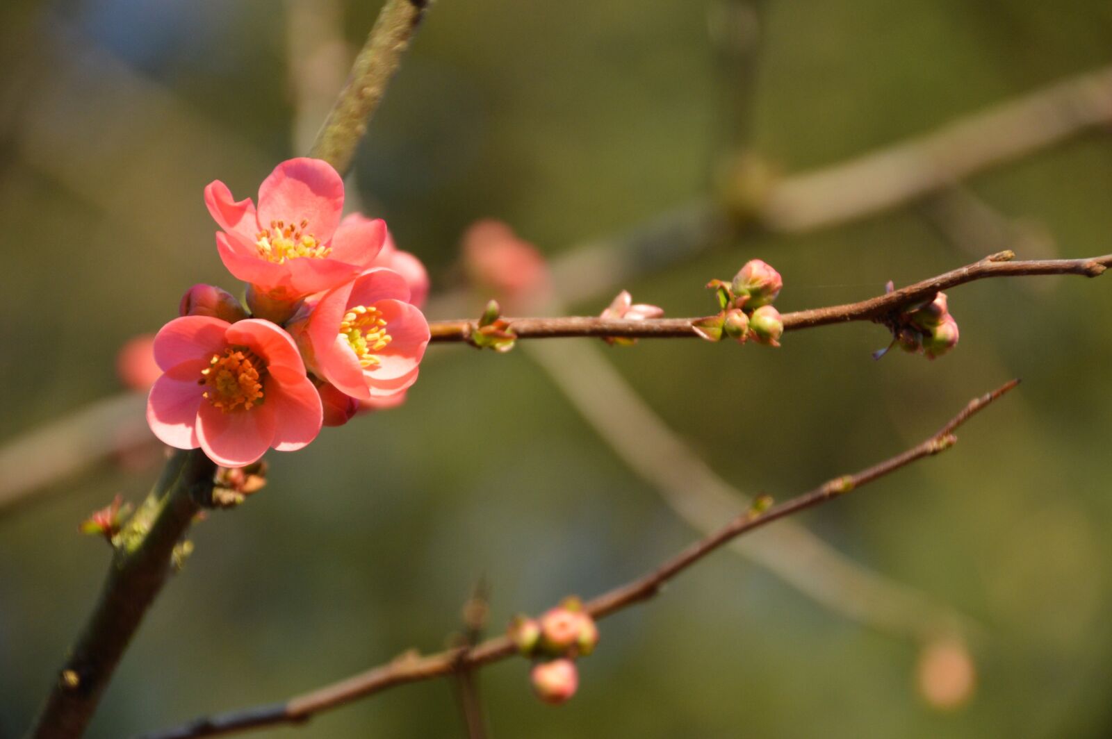 Tamron 18-270mm F3.5-6.3 Di II VC PZD sample photo. Quince, japan, spring photography