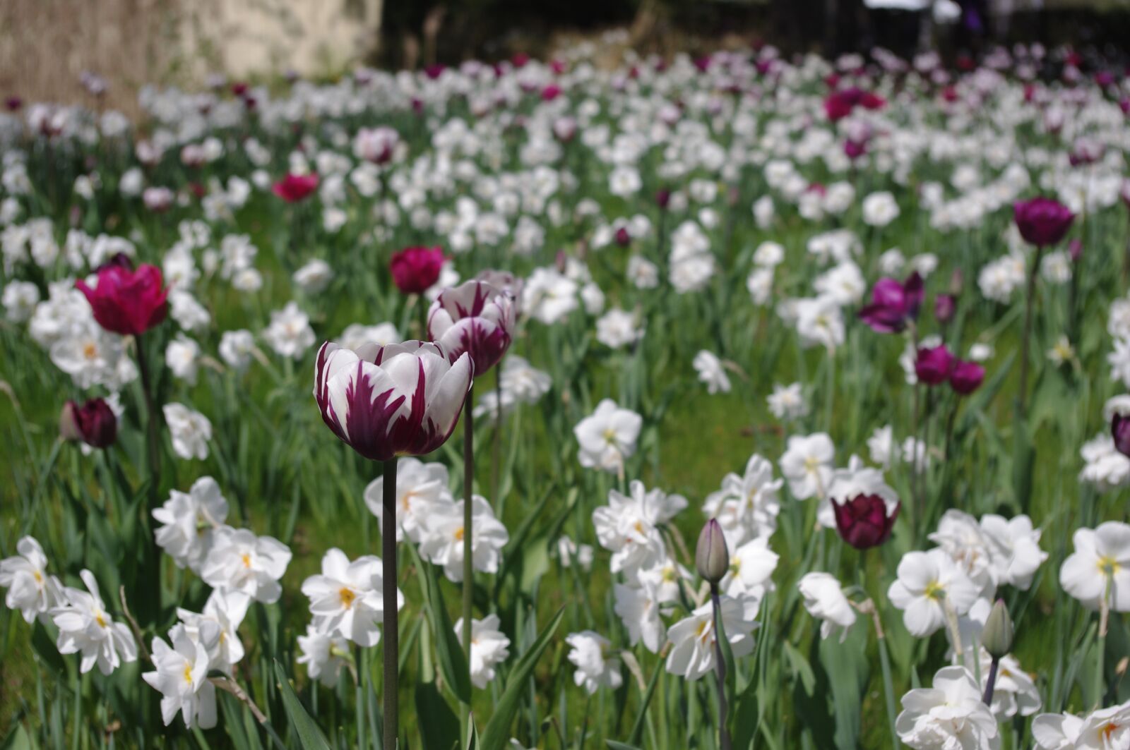 Pentax K-x sample photo. Tulips, tulip sea, tulip photography