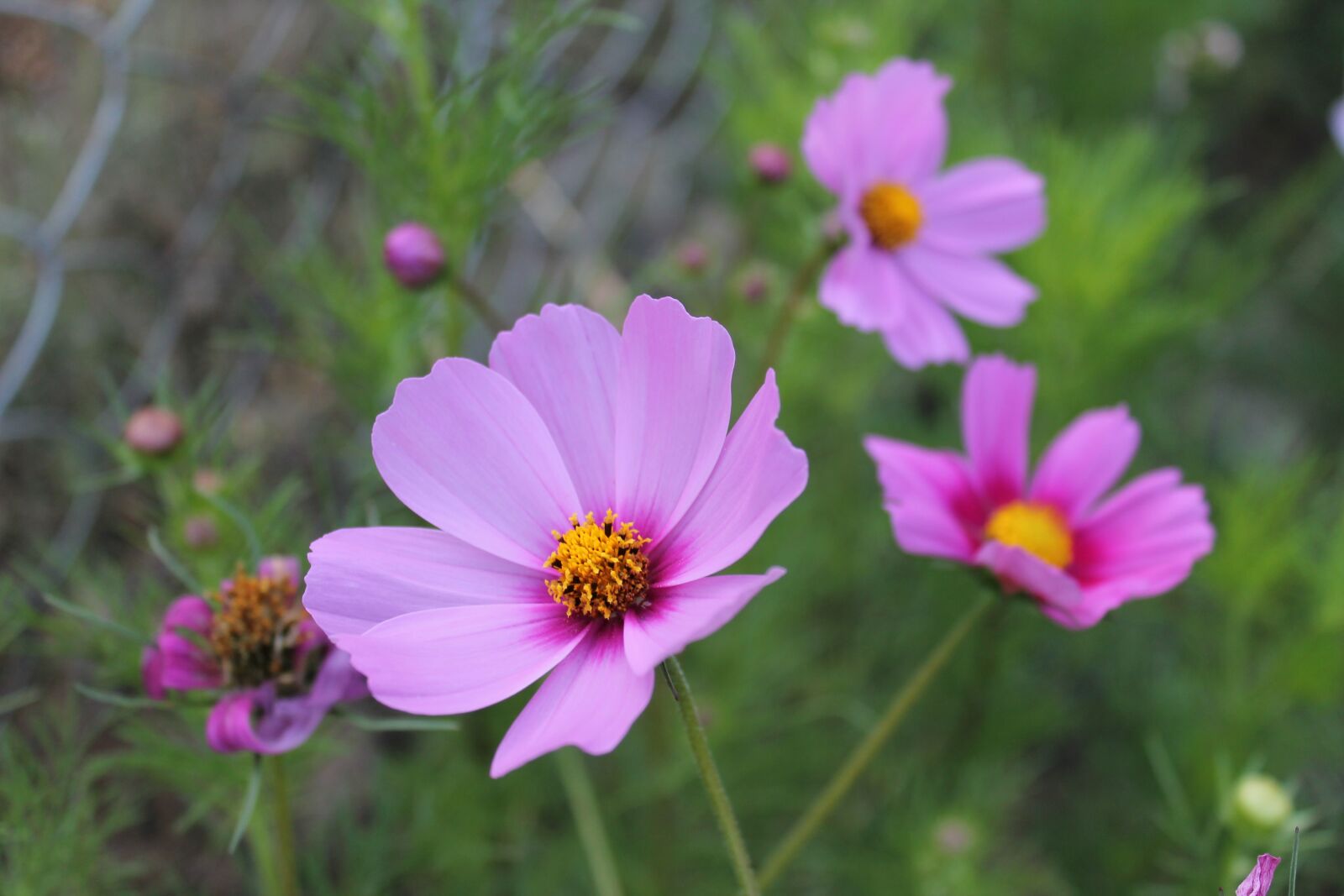 Canon EOS 1100D (EOS Rebel T3 / EOS Kiss X50) sample photo. Flower, background, floral photography