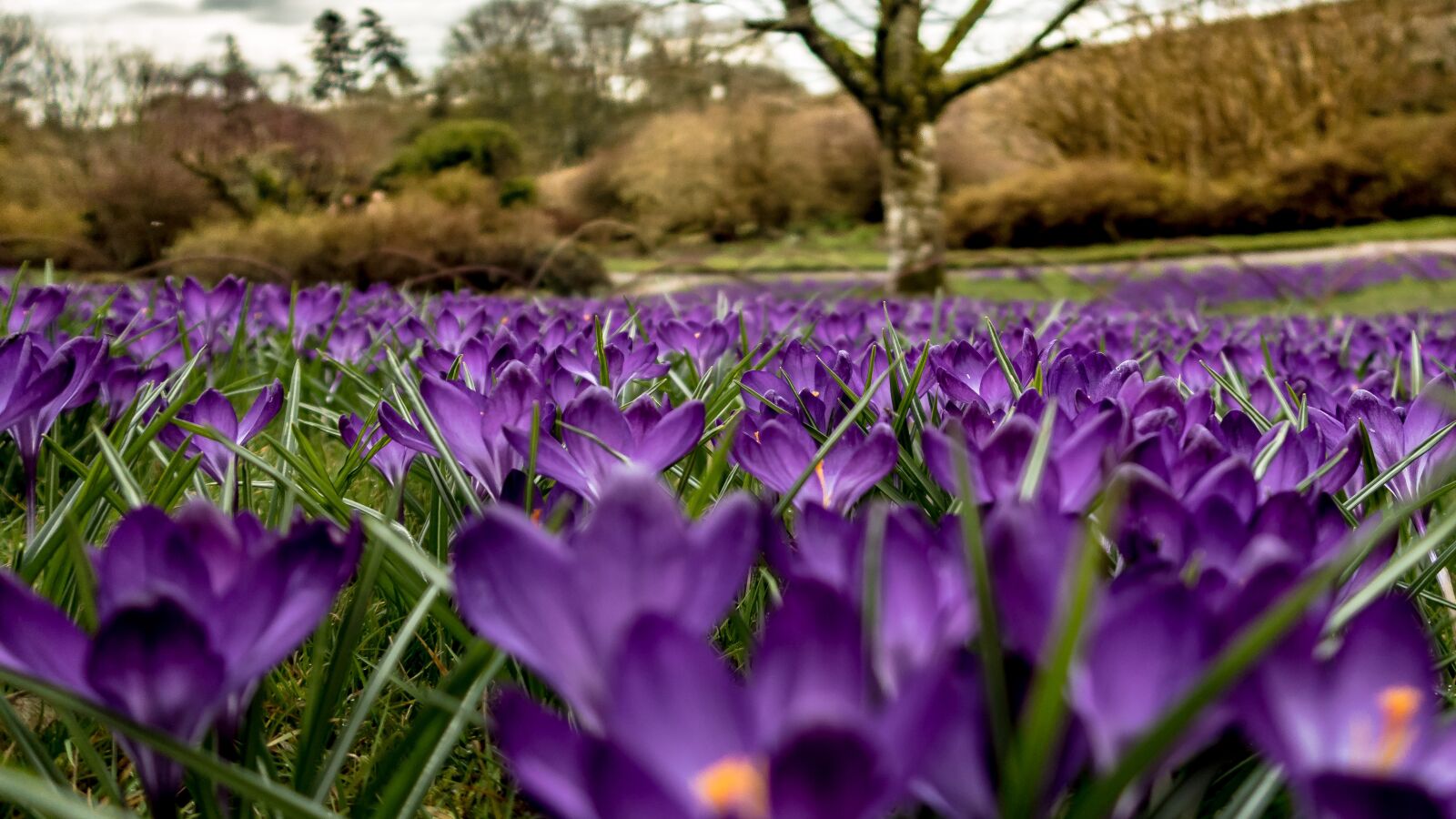 Canon PowerShot G7 X sample photo. Crocuses, flowers, spring photography