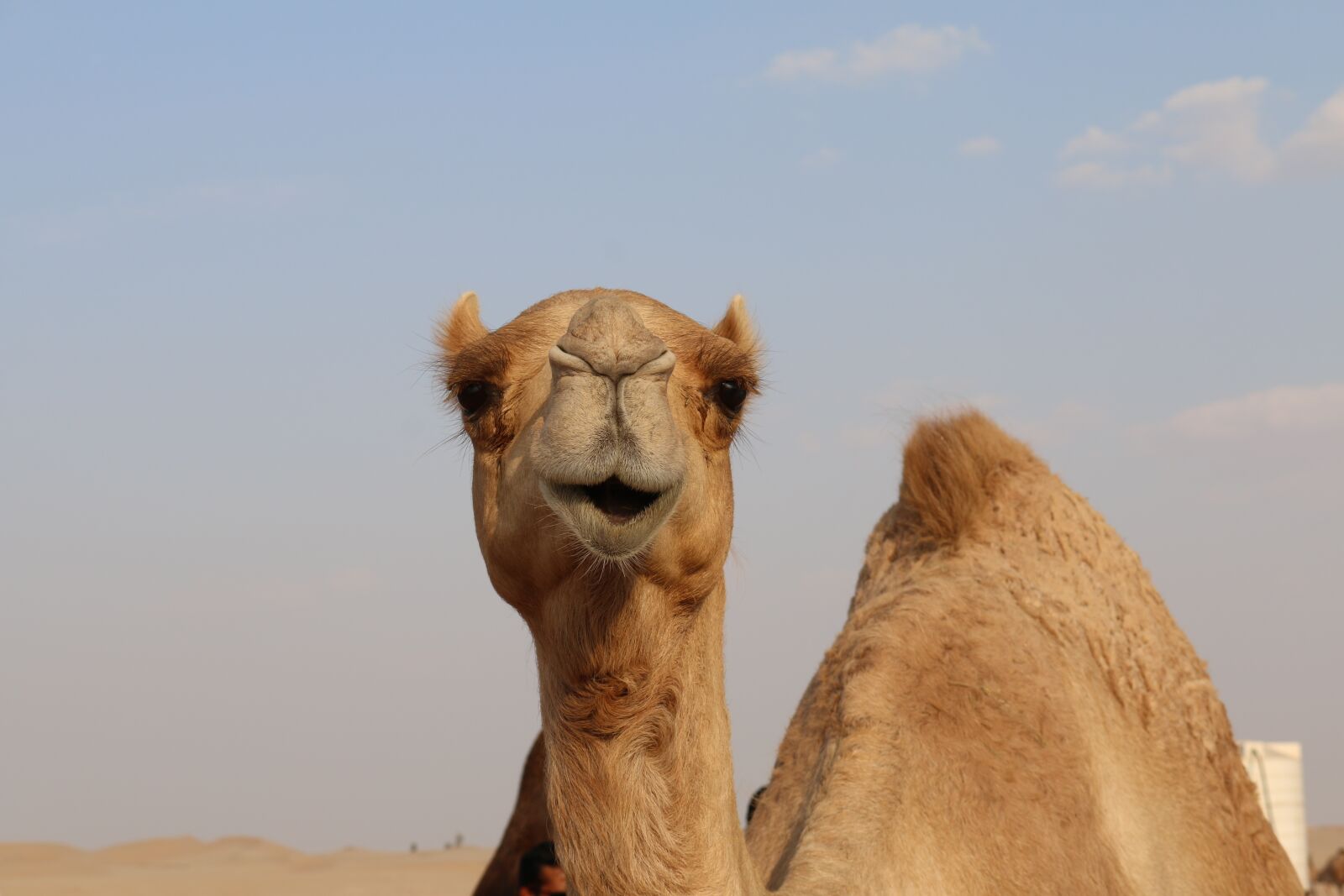 Canon EOS 70D sample photo. Camel, desert, sand photography