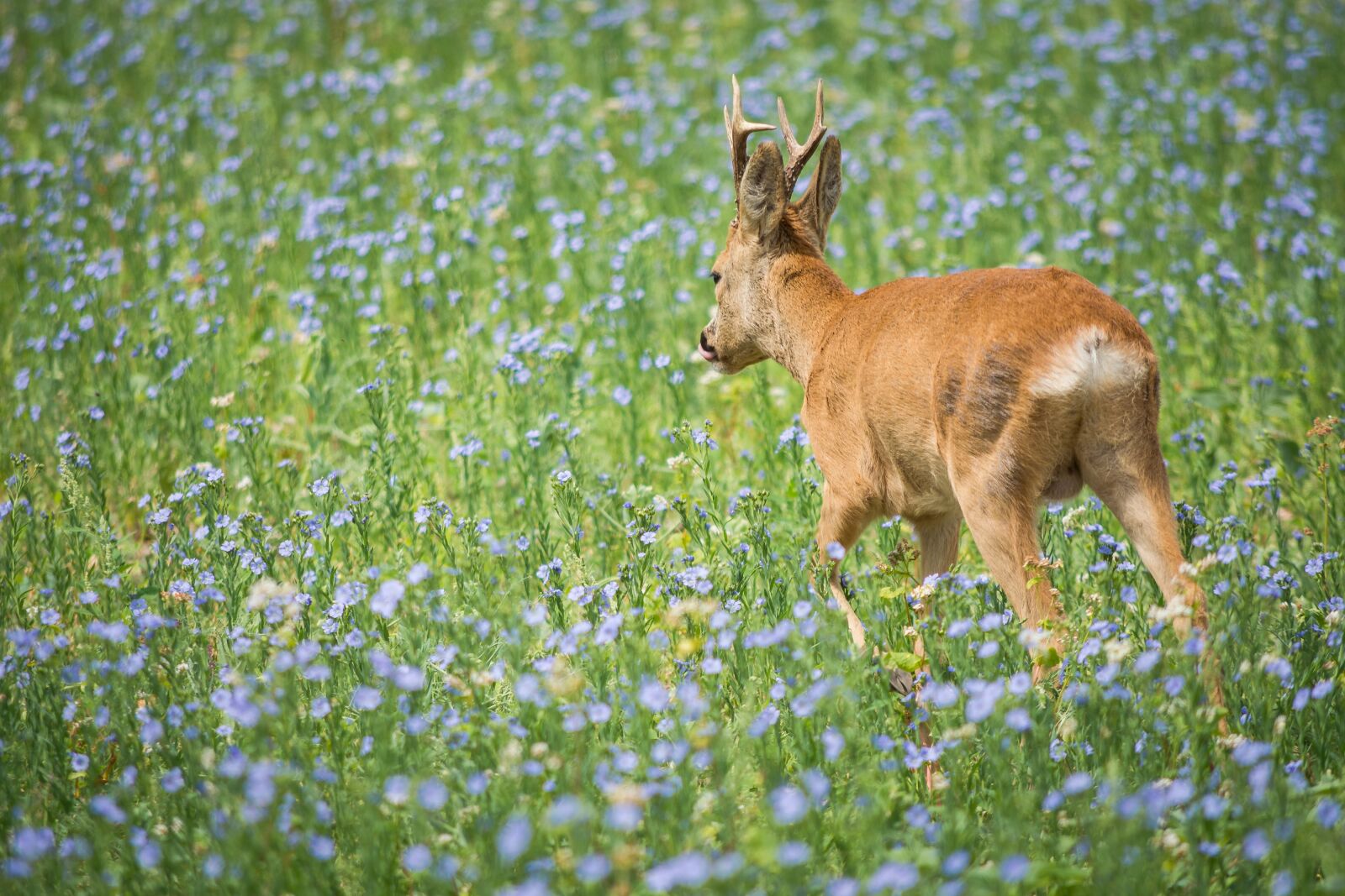 Nikon D7200 sample photo. Roe deer, meadow, wild photography