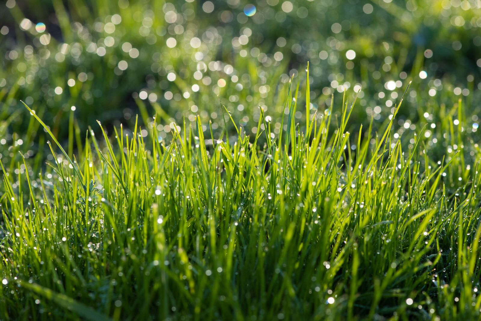 Nikon D750 sample photo. Grass, green, fresh photography