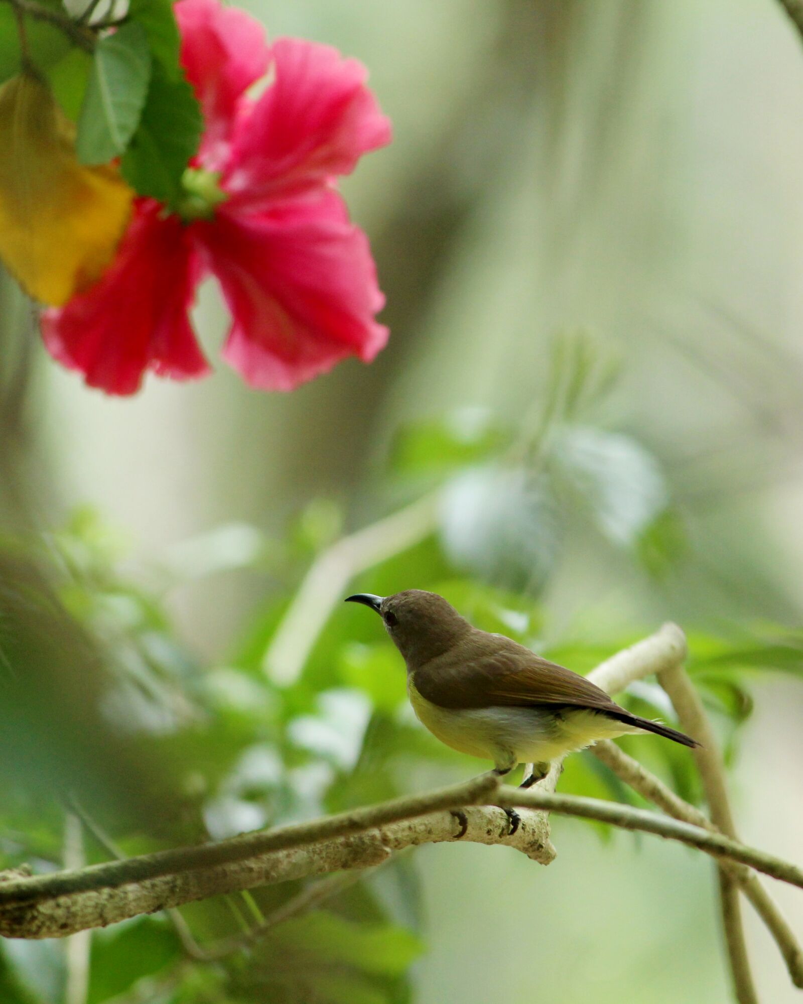 Canon EOS 1300D (EOS Rebel T6 / EOS Kiss X80) sample photo. Kerala, india, sunbird photography