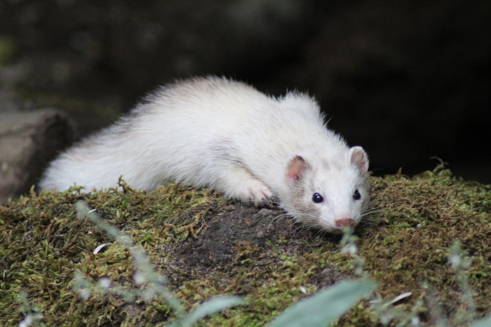Canon EOS 1300D (EOS Rebel T6 / EOS Kiss X80) sample photo. Animal, ferret, close up photography