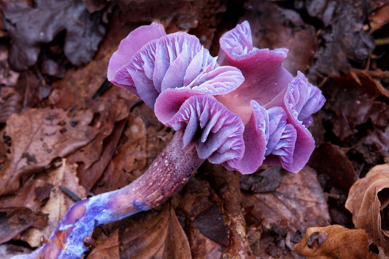 Nikon D80 sample photo. Mushroom, plant, nature photography