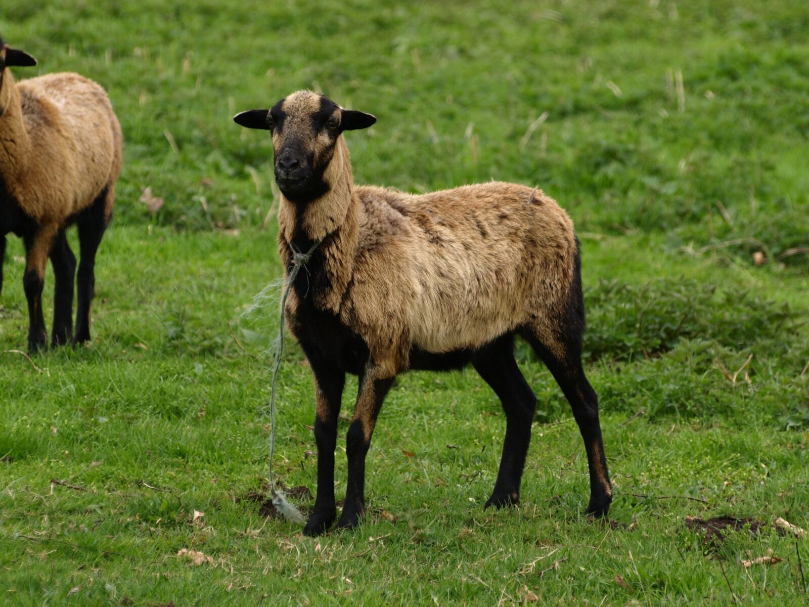 Olympus E-510 (EVOLT E-510) sample photo. Sheep, animal, horned photography