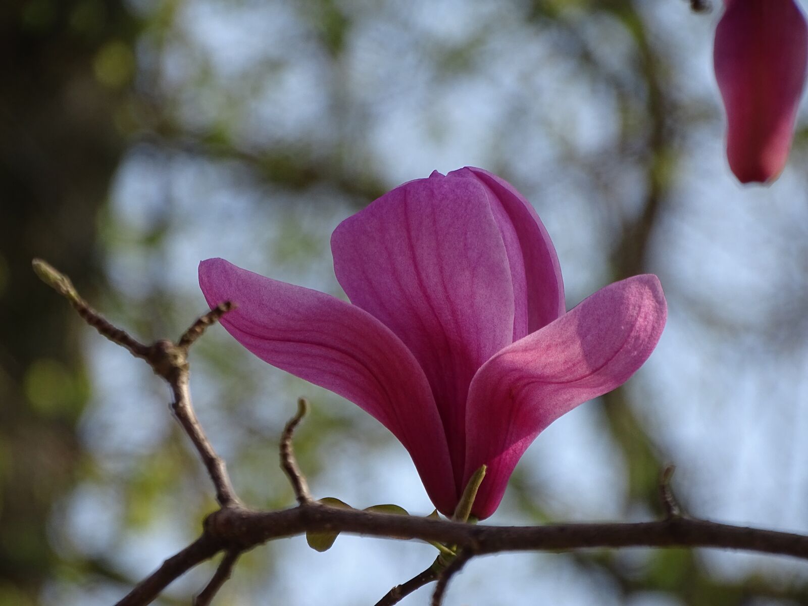Sony Cyber-shot DSC-HX400V sample photo. Magnolia blossom, blossom, bloom photography