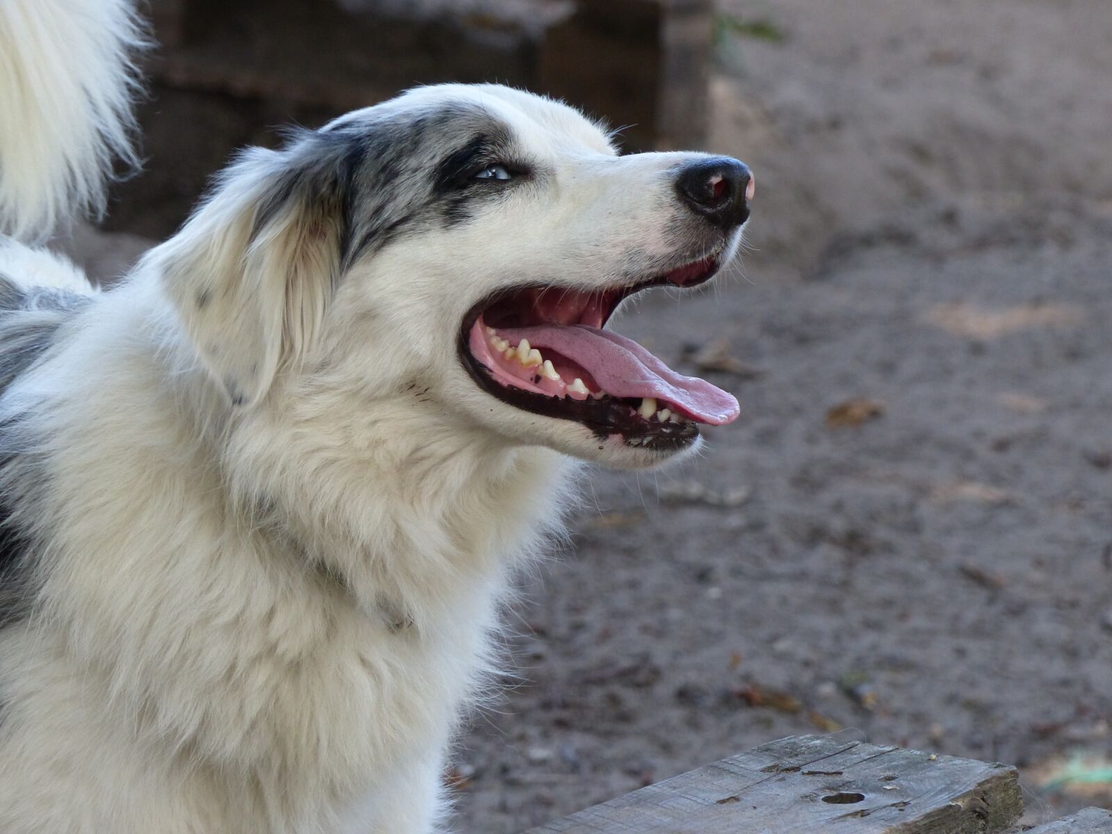 Panasonic Lumix DMC-FZ200 sample photo. Border collie, dog, dogs photography