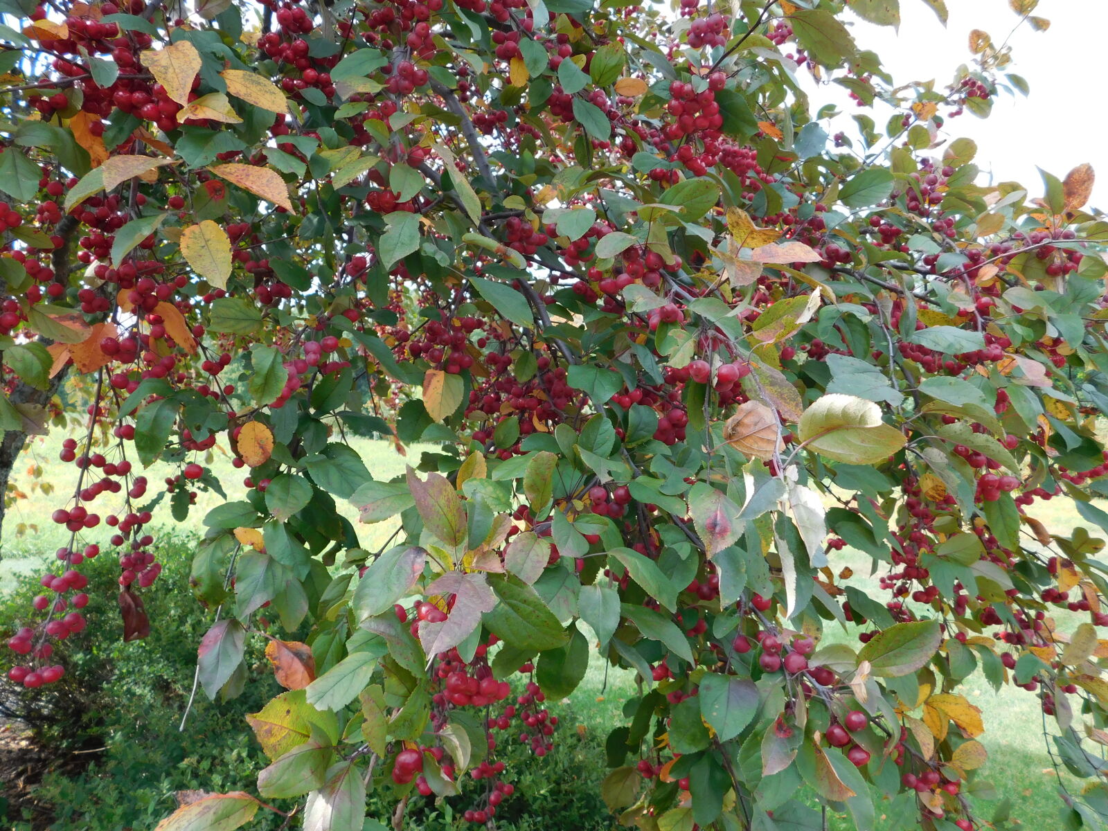 Nikon Coolpix L840 sample photo