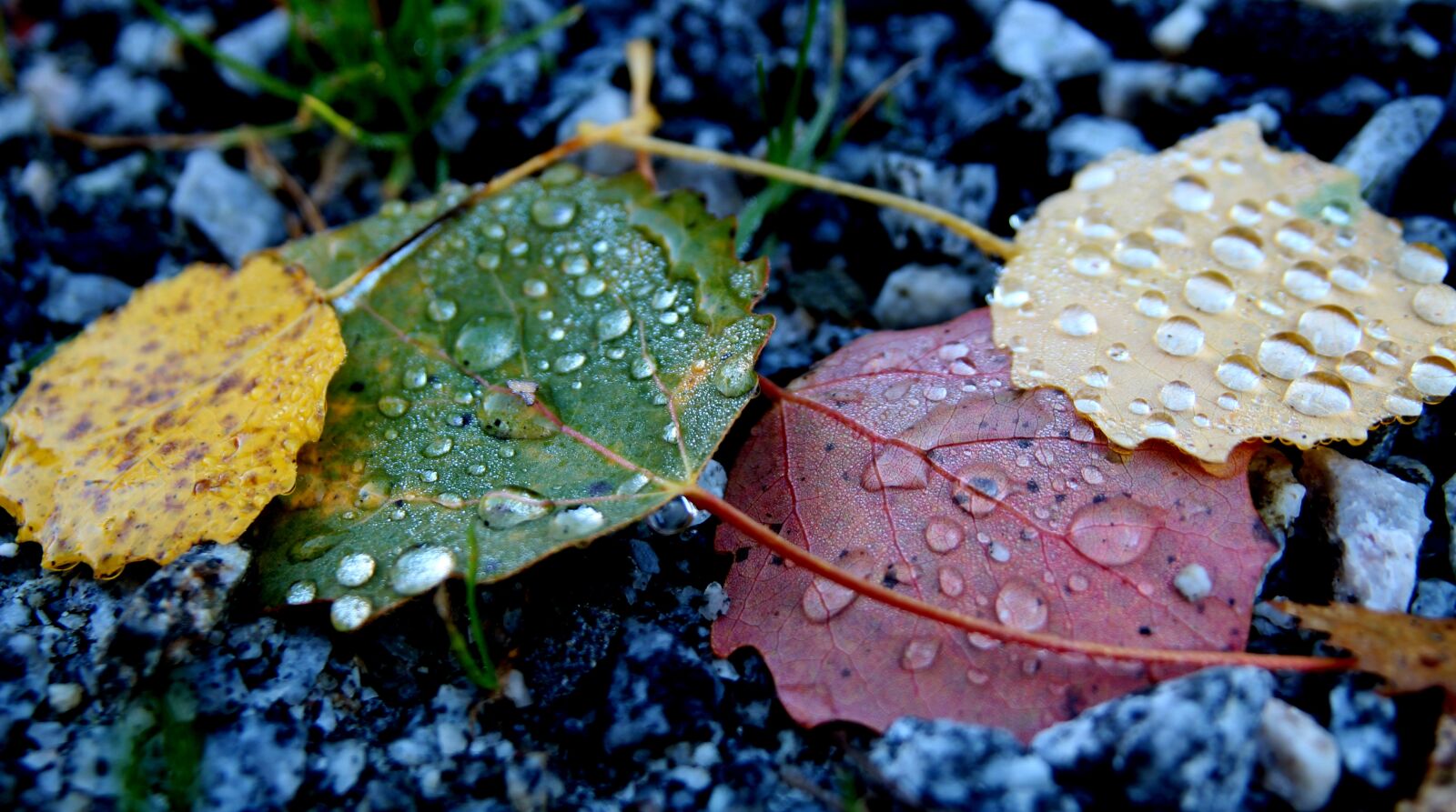 Canon EOS 600D (Rebel EOS T3i / EOS Kiss X5) sample photo. Leaf, autumn, colors photography