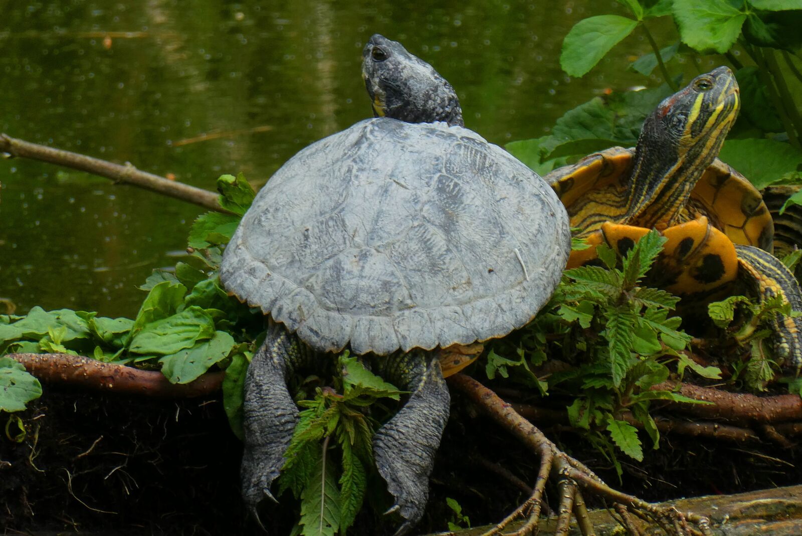 Panasonic Lumix DC-ZS70 (Lumix DC-TZ90) sample photo. Turtle, water, shield photography