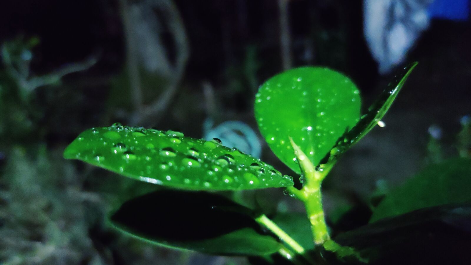 Xiaomi Redmi Note 7 Pro sample photo. Tree leaf, water drops photography