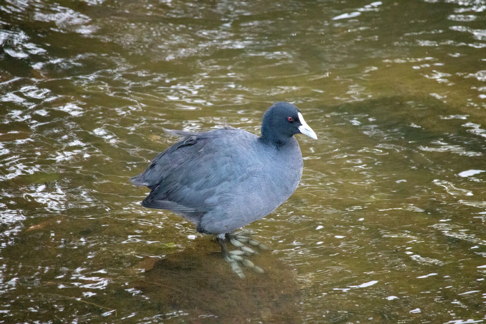 Canon EOS 200D (EOS Rebel SL2 / EOS Kiss X9) sample photo. Water, bird, pool photography